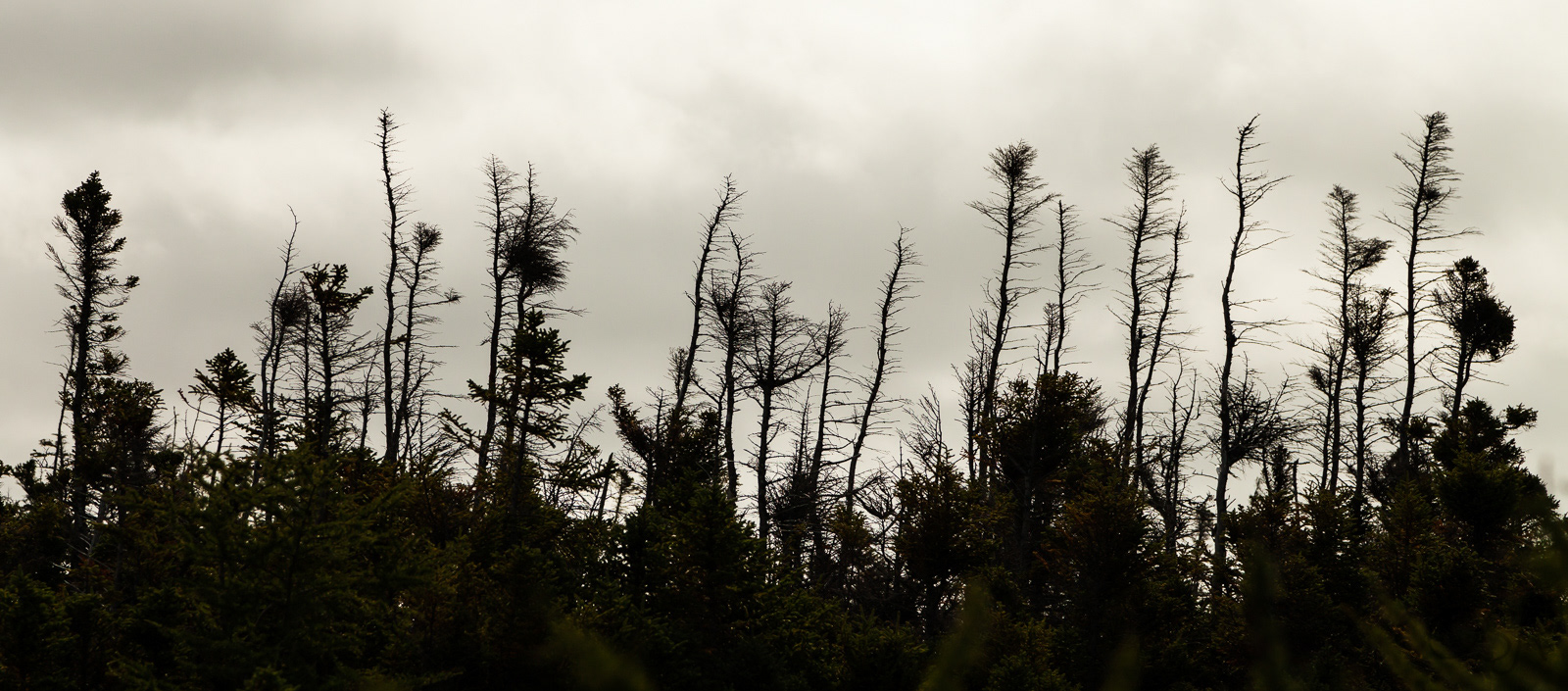 Along the trail to Western Brook Pond