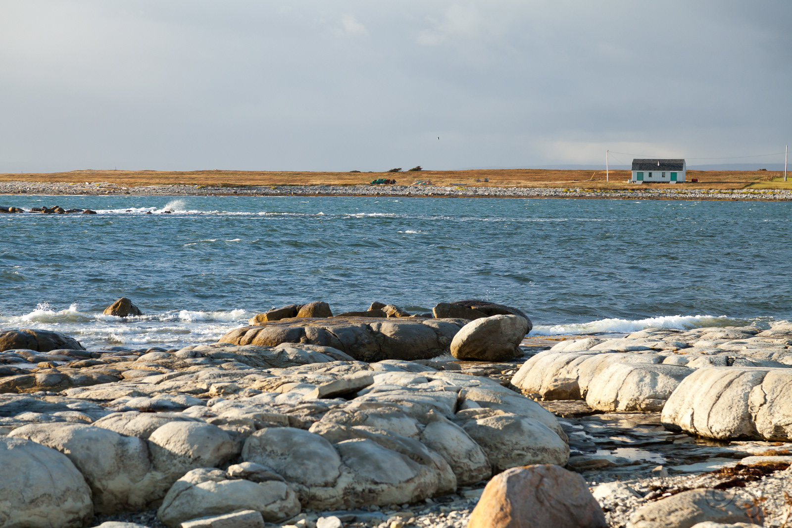 Rare thromoblites at Flower's Cove