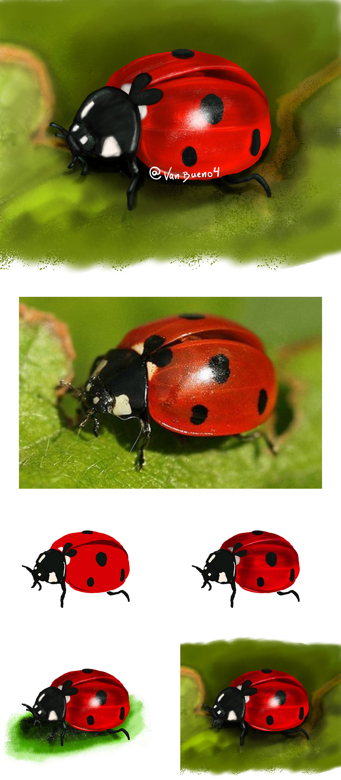 Realistic Ladybug - For a Magazine