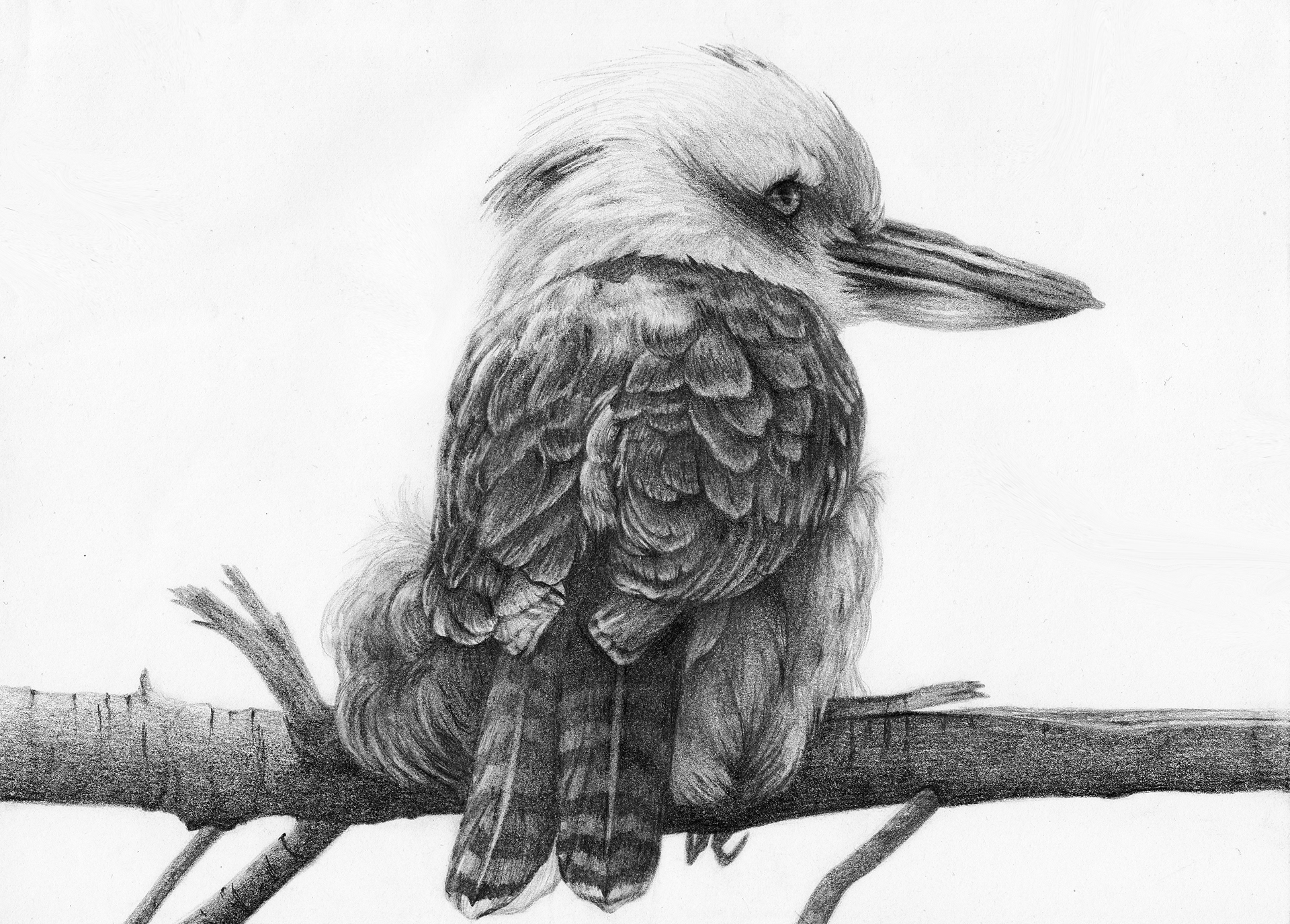 "Laughing Kookabura" - Samantha Pascavis - 2018 - 8 x 10, Pencil