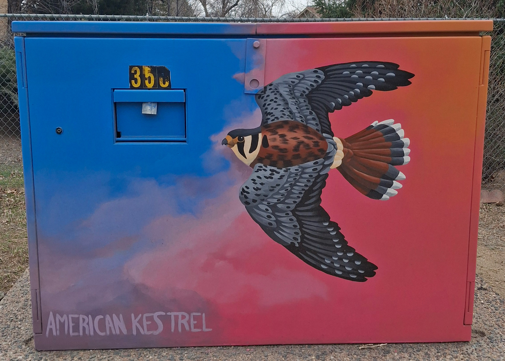 "American Kestrel" - 2024 - 1542 S. Sunset St. in Longmont, CO - Shock Art Program - Colorado Raptor species