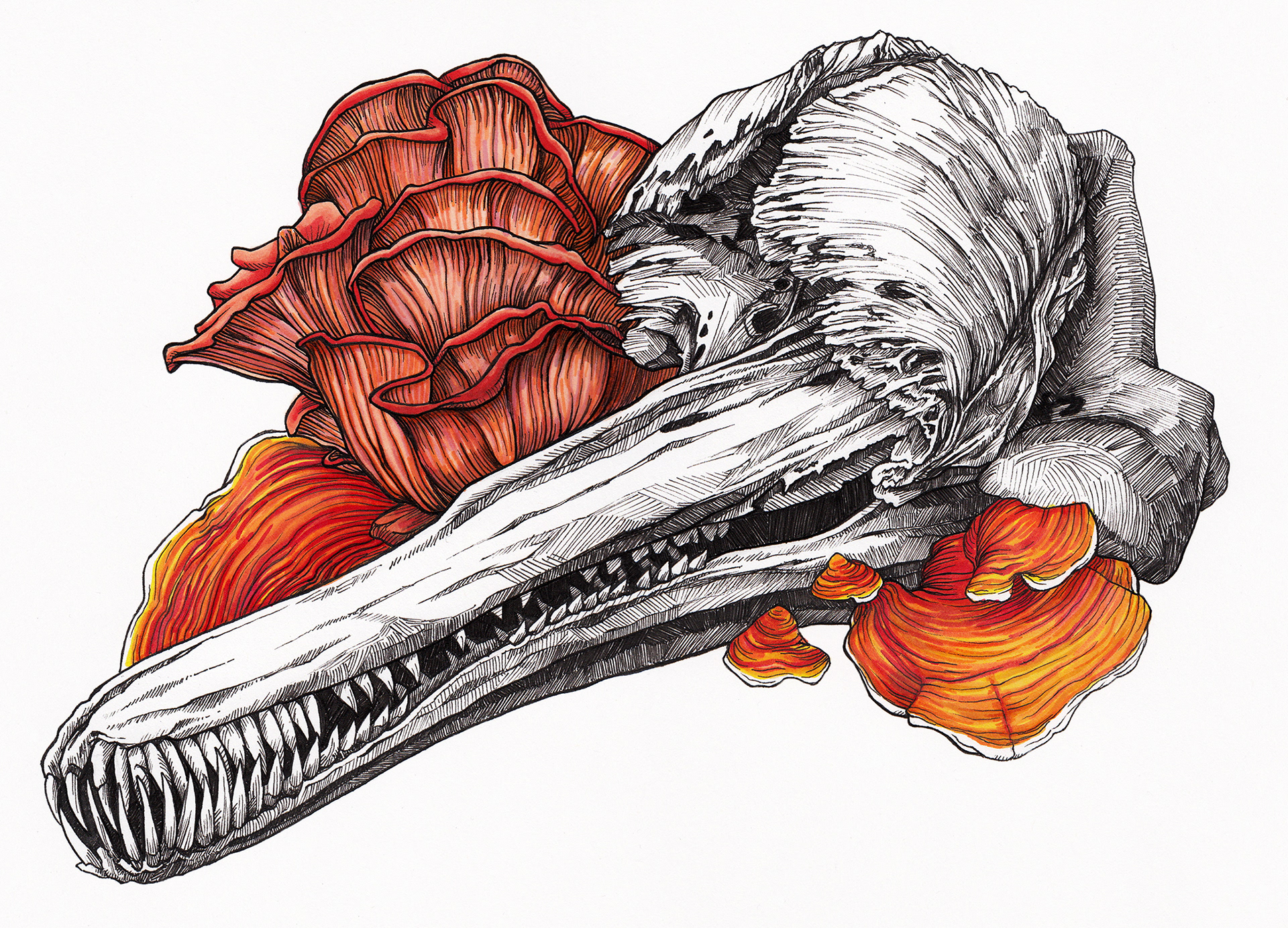 "Ganges Skull with Fungi" - Samantha Pascavis - 2021 - 9 x 12, Pen and alcohol marker on marker paper - Ganges River Dolphin skull with Reishii and Oyster mushrooms