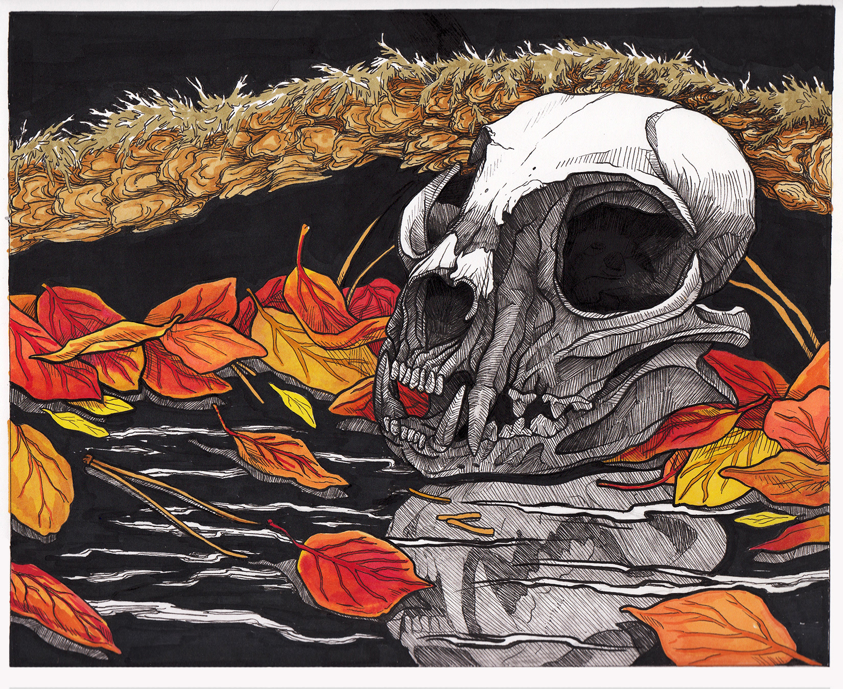 "Reflection" - Samantha Pascavis - 2021 - 8 x 10, Pen and alcohol marker on Bristol board - Bobcat skull with autumn foliage