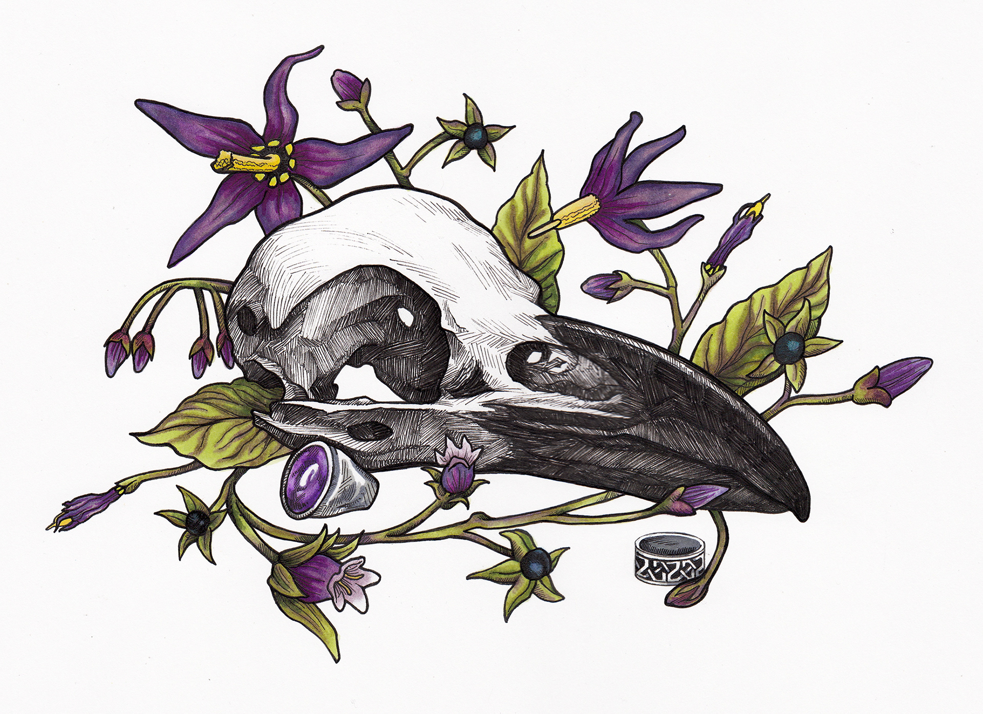 "Bird of Belladonna" - Samantha Pascavis - 2021  - 8 x 12, Pen & alcohol marker on marker paper - Common Raven skull with Deadly Nightshade