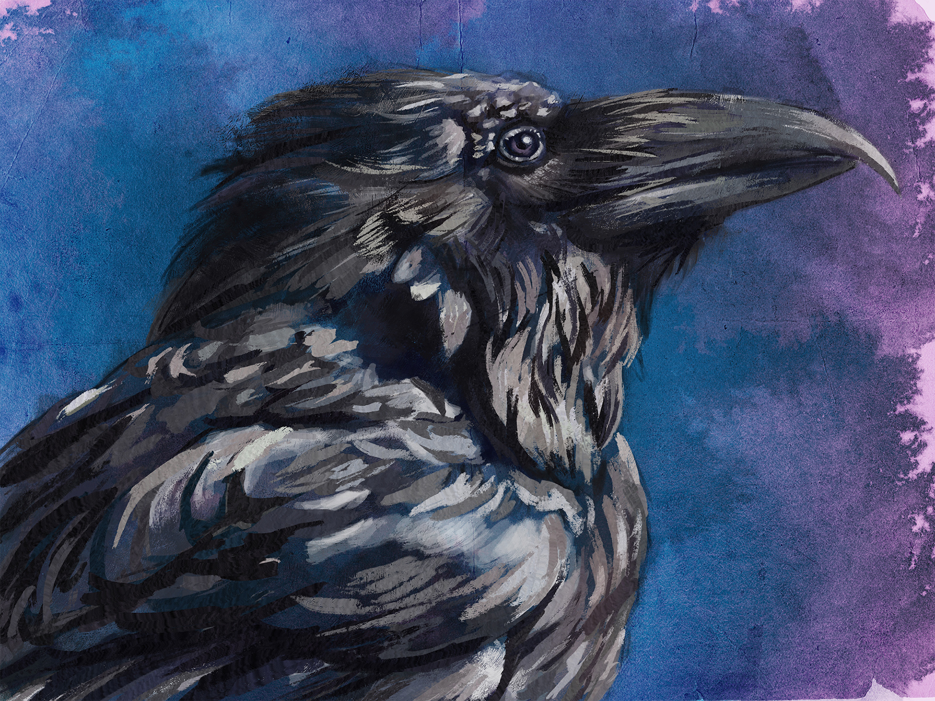 "Yellowstone Raven" - Samantha Pascavis - 2019 - 9 x 12, Digital - Study of a friendly Common Raven