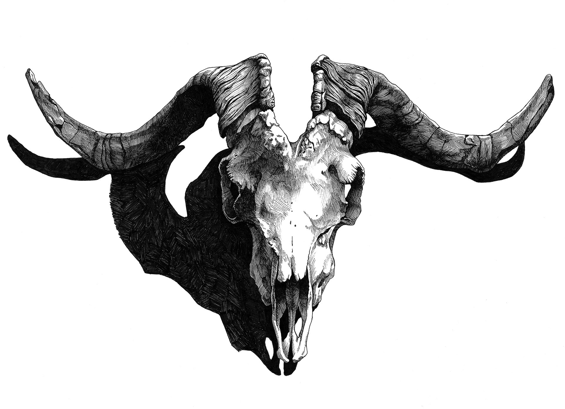 "Spanish Goat" - Samantha Pascavis - 2022 - 11 x 14, Pen on Bristol board - Capra aegagrus circus