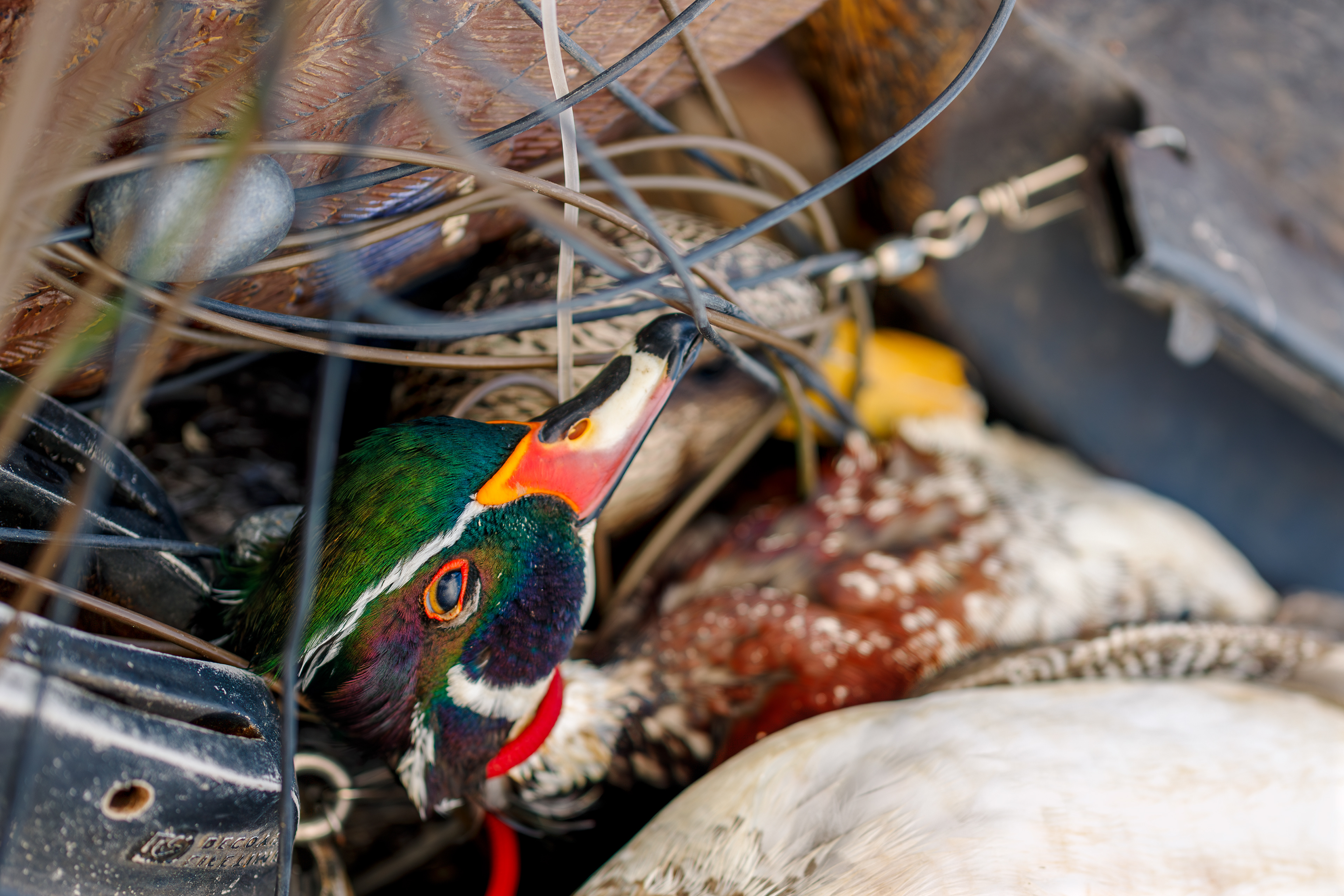 Duck Hunting