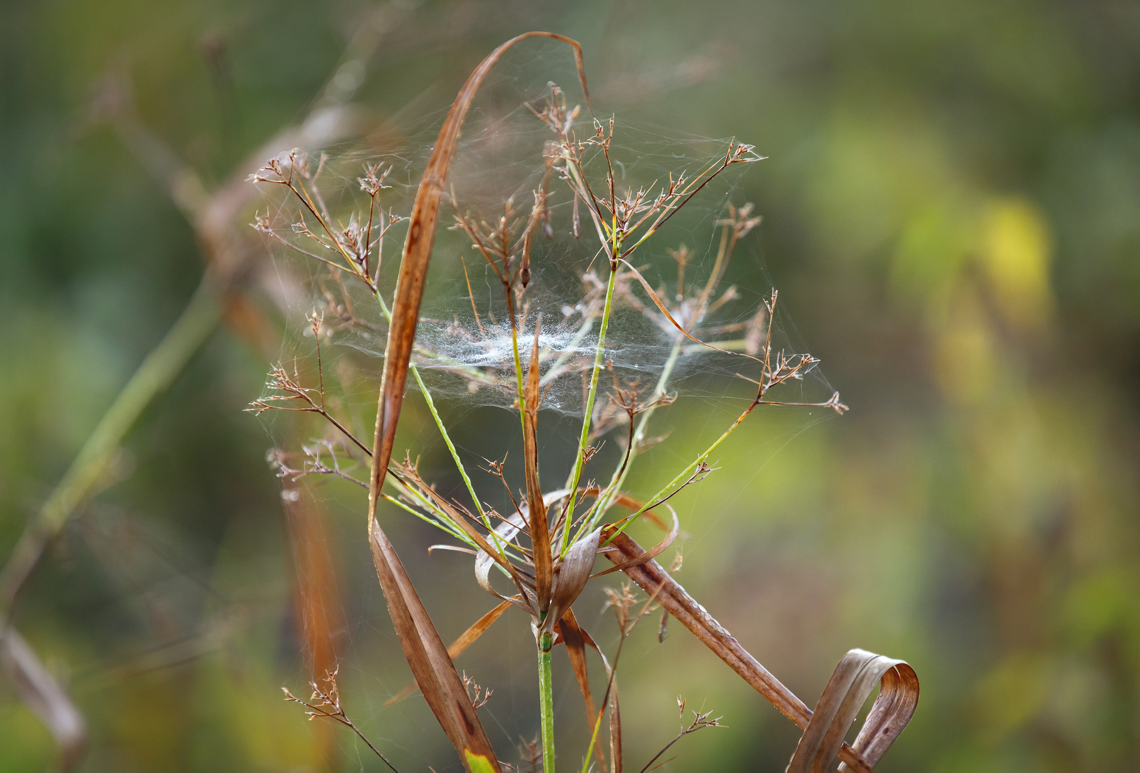 Spiderweb