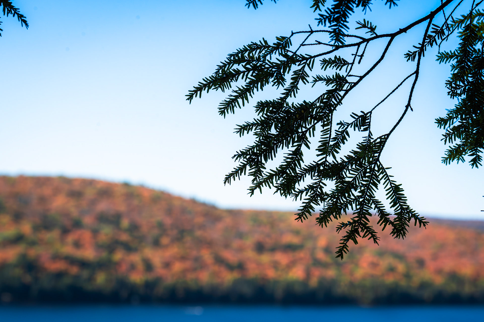 Algonquin Fall Colour