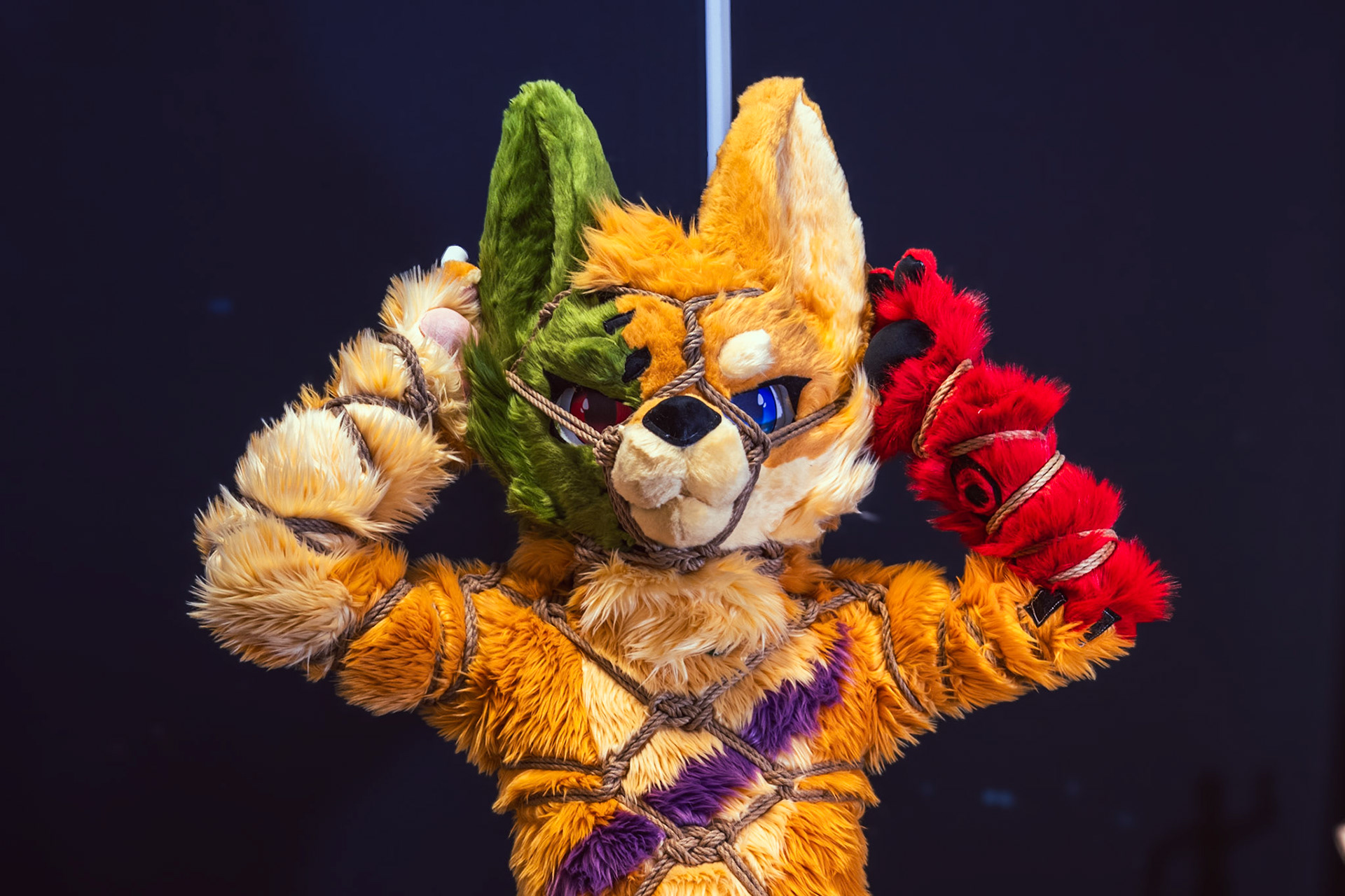 Shibari Inu