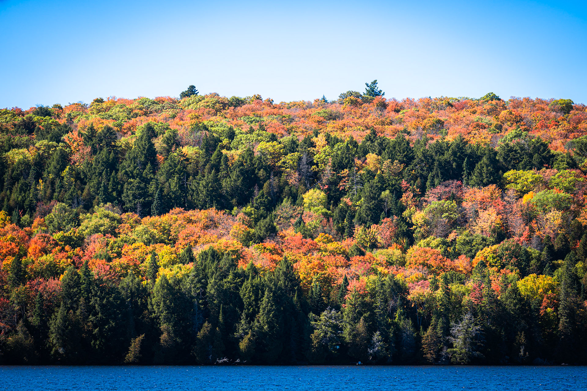 Algonquin Fall Colour