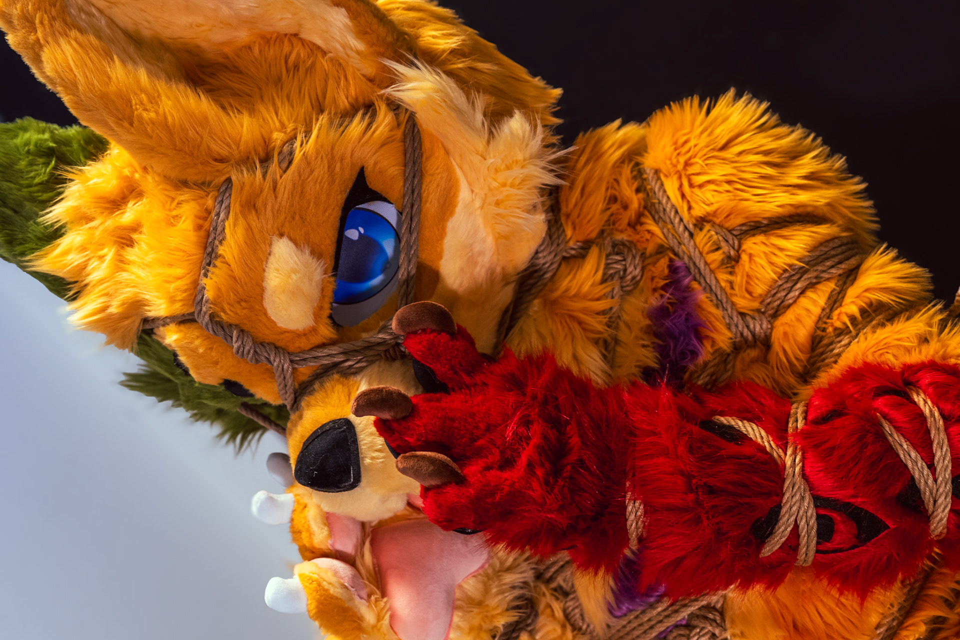 Shibari Inu