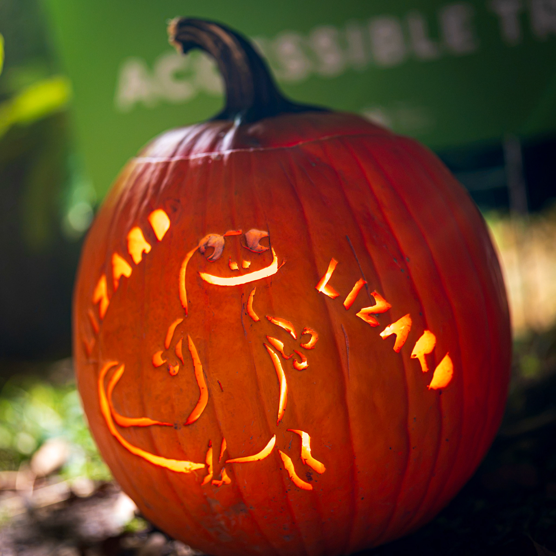 Pumpkin Trail