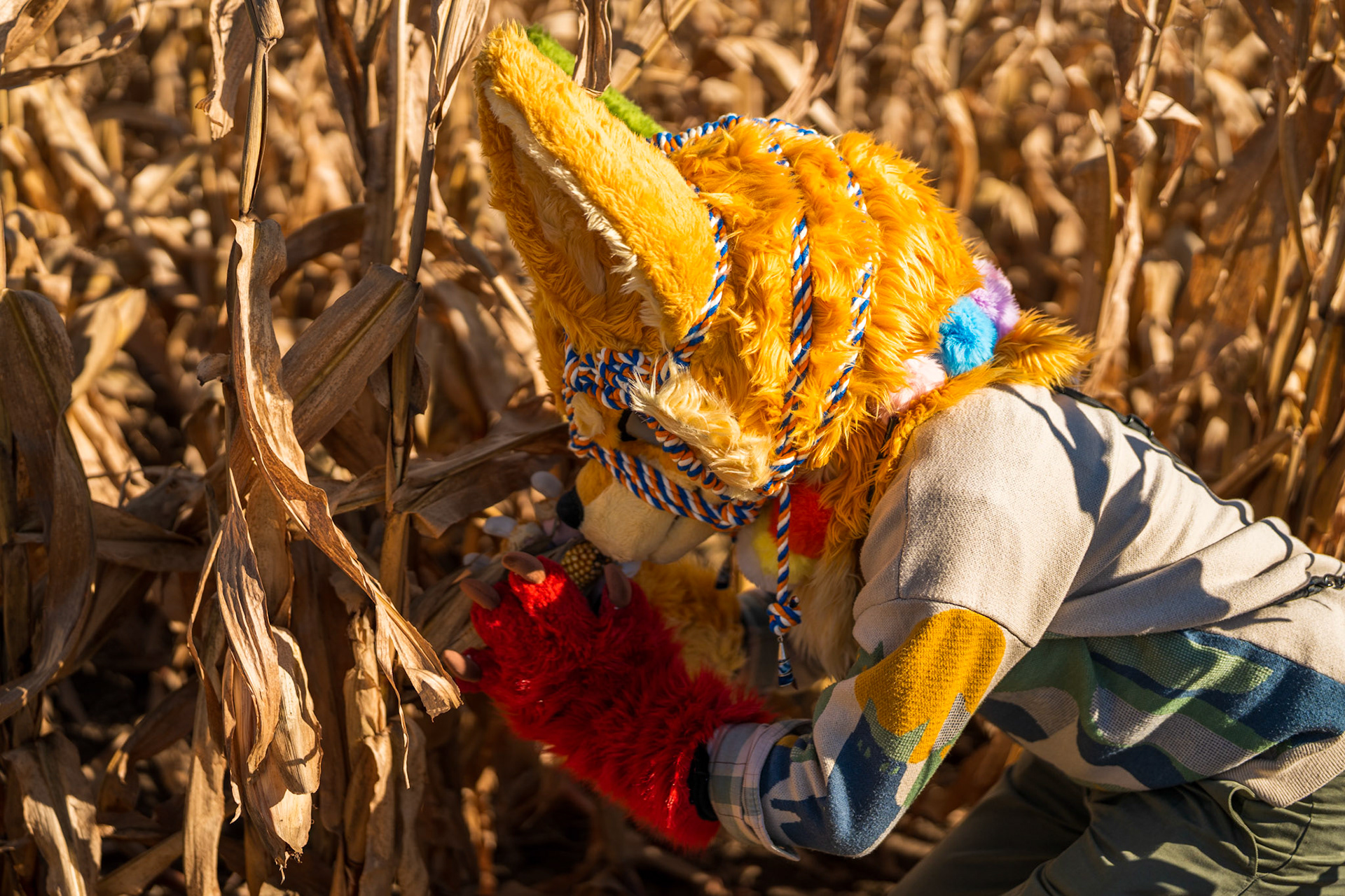 Corn Maze