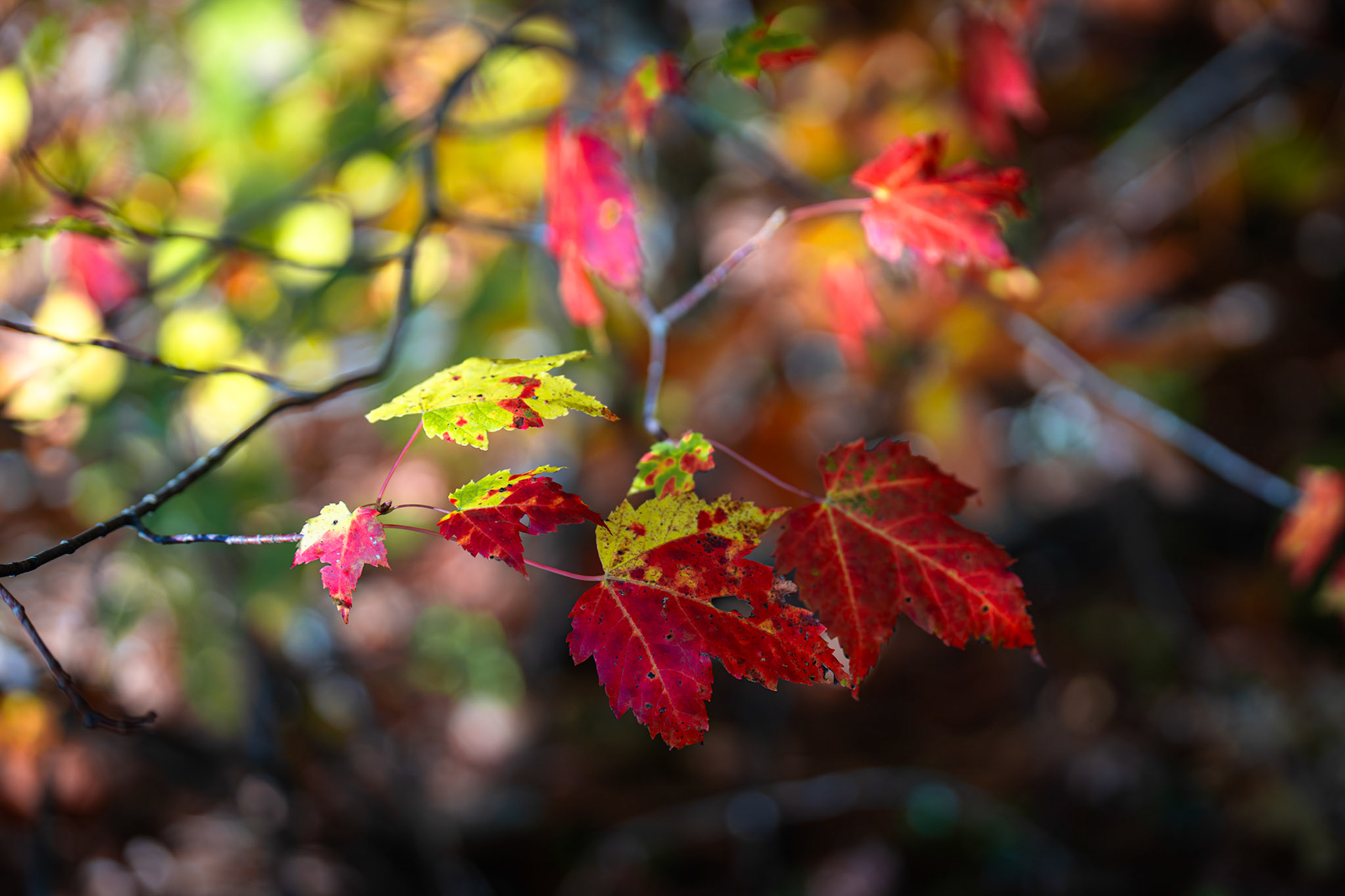 Algonquin Fall Colour