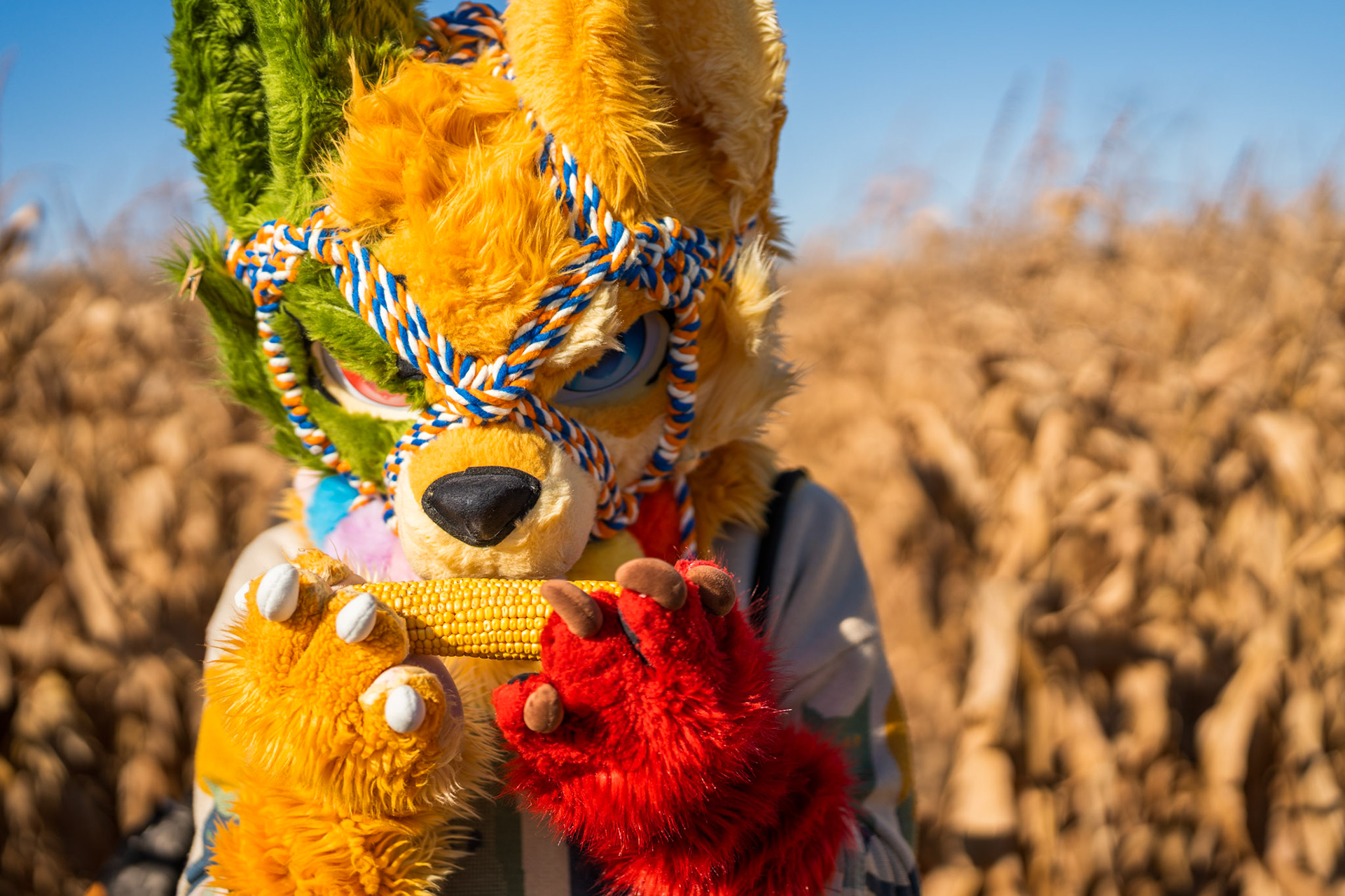 Corn Maze