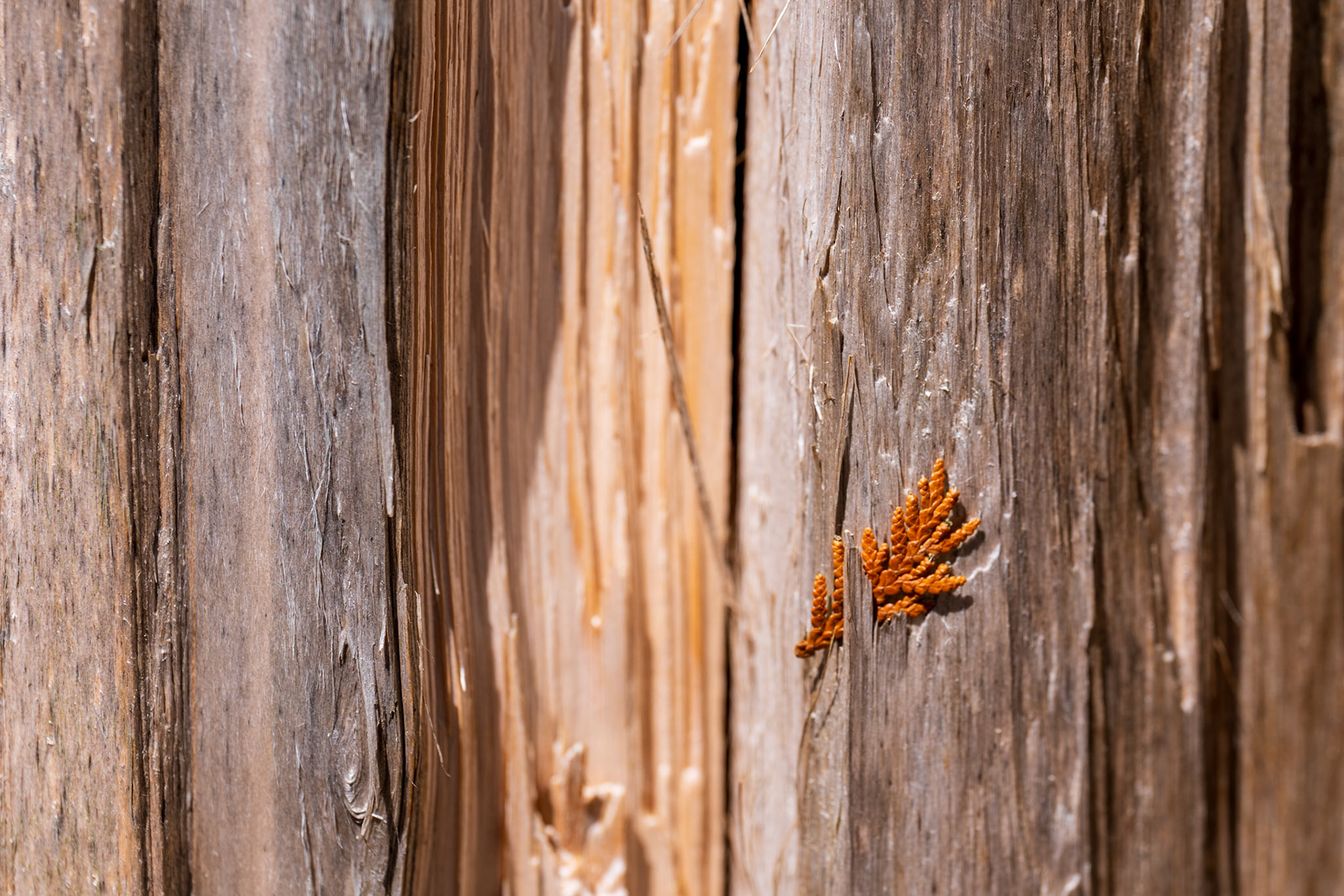 Bruce Peninsula