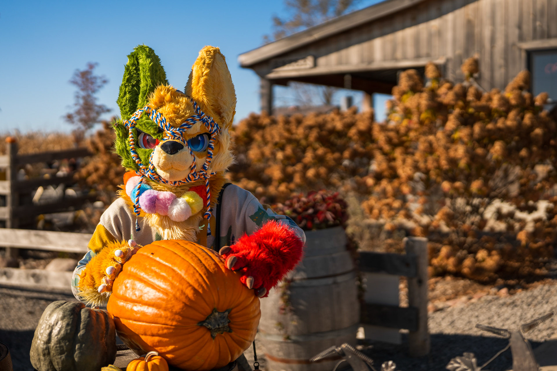 Corn Maze