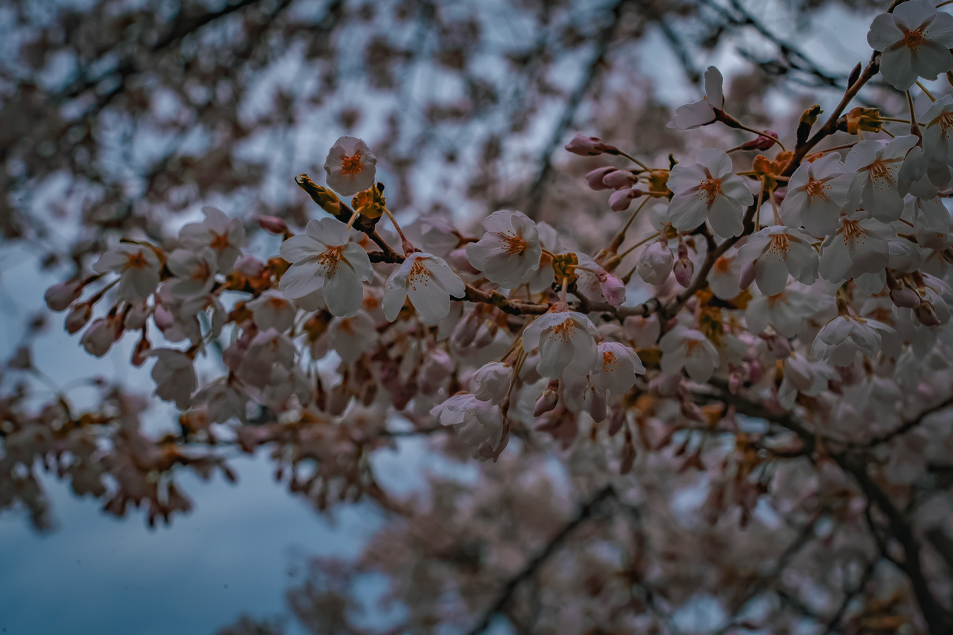 High Park