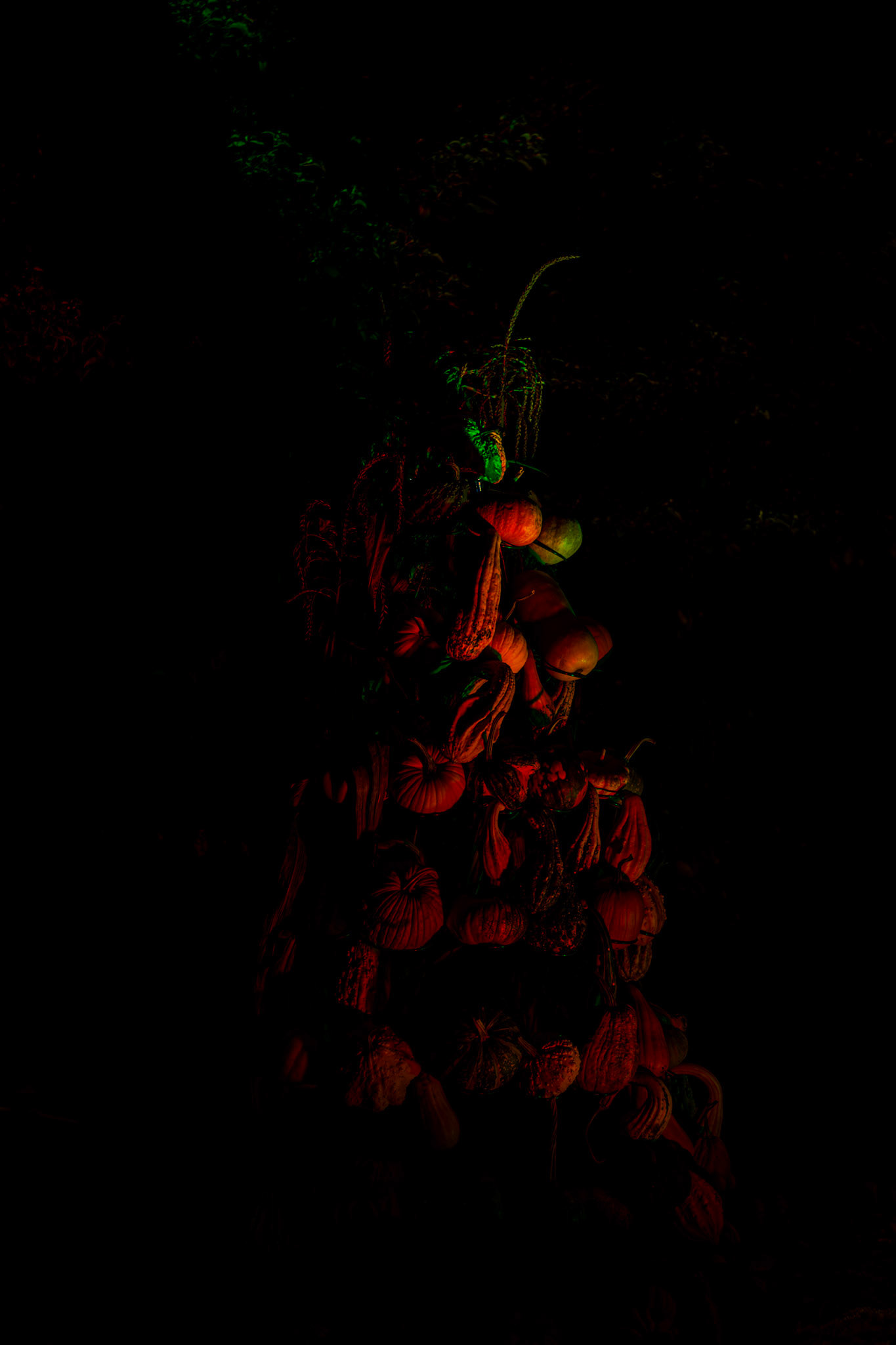 Pumpkin Trail