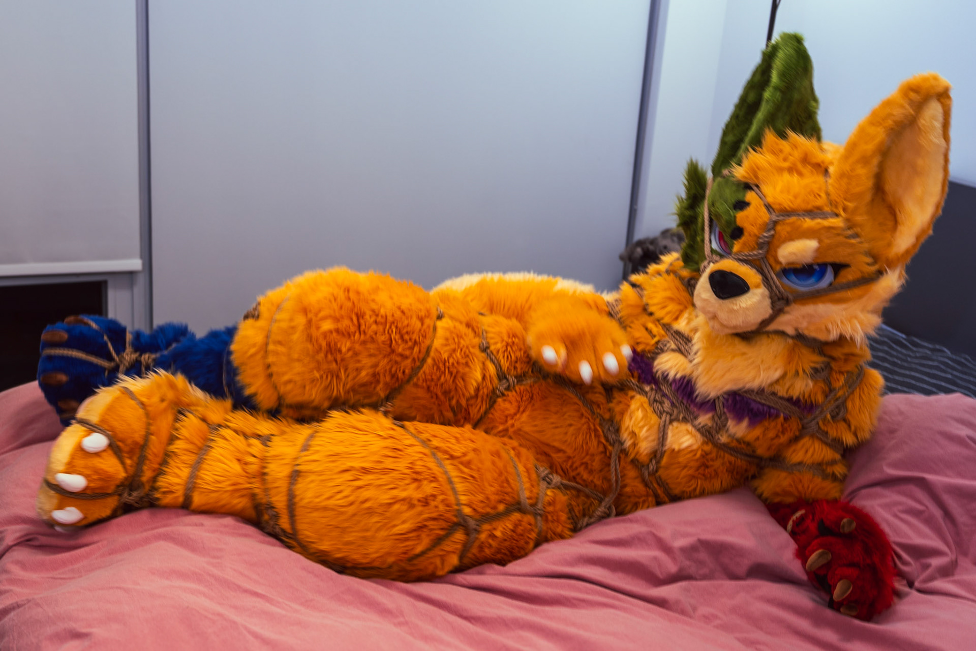 Shibari Inu