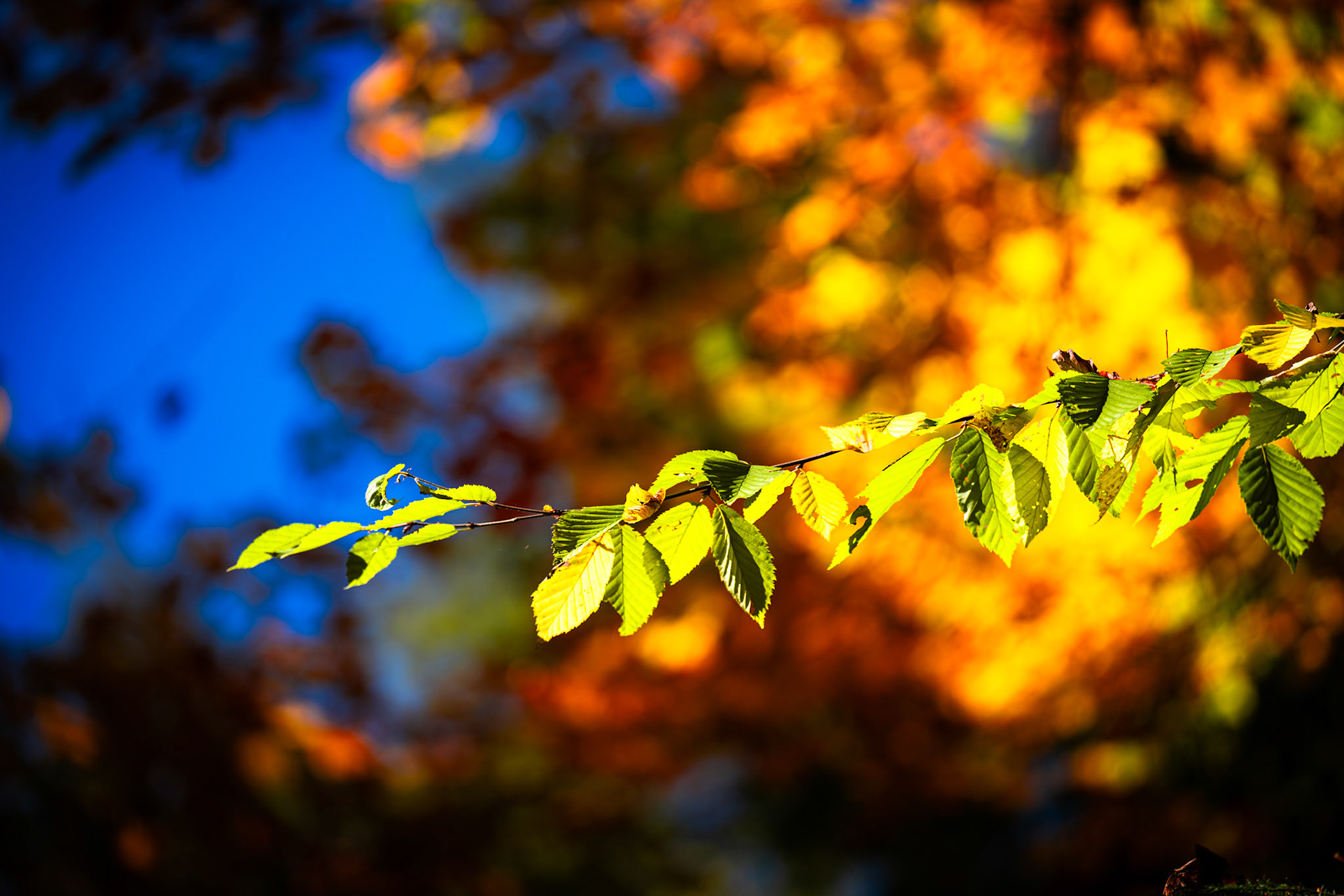 Algonquin Fall Colour