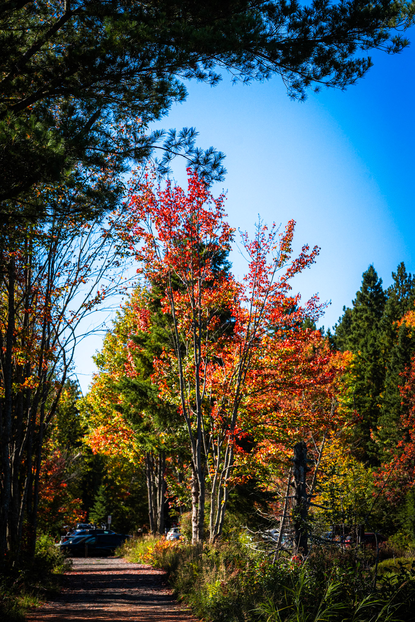Algonquin Fall Colour