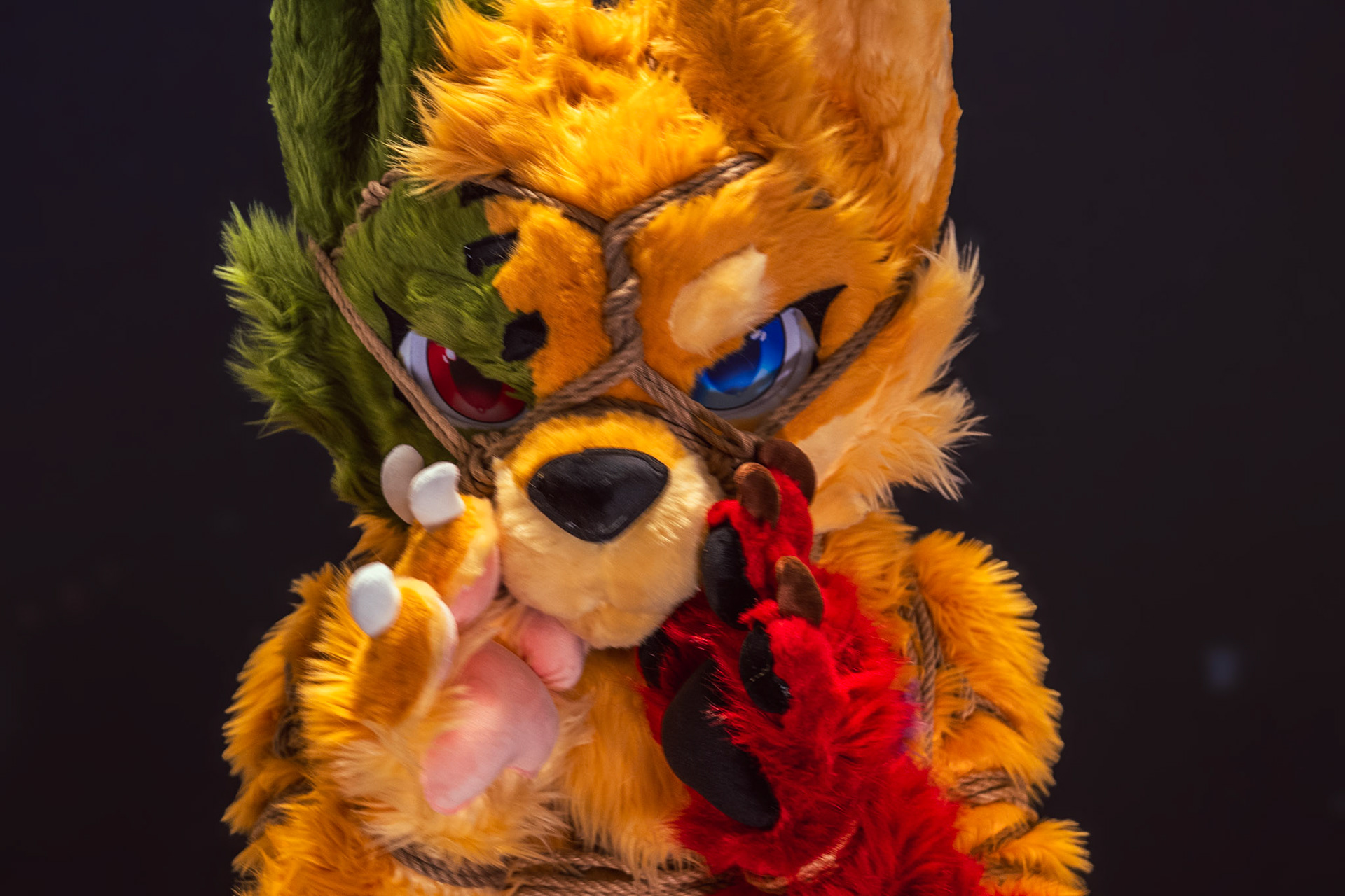 Shibari Inu