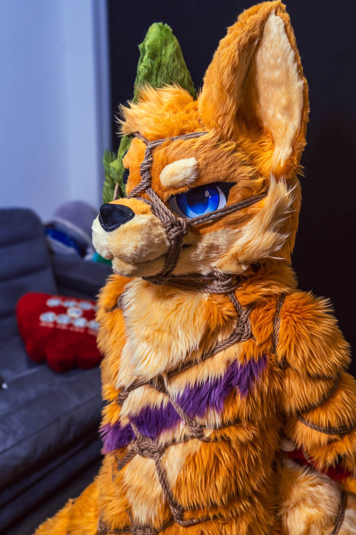 Shibari Inu