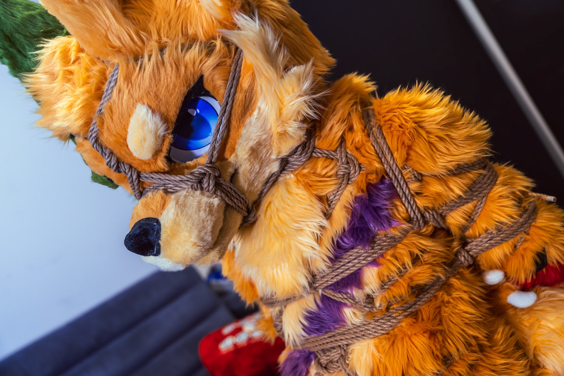 Shibari Inu