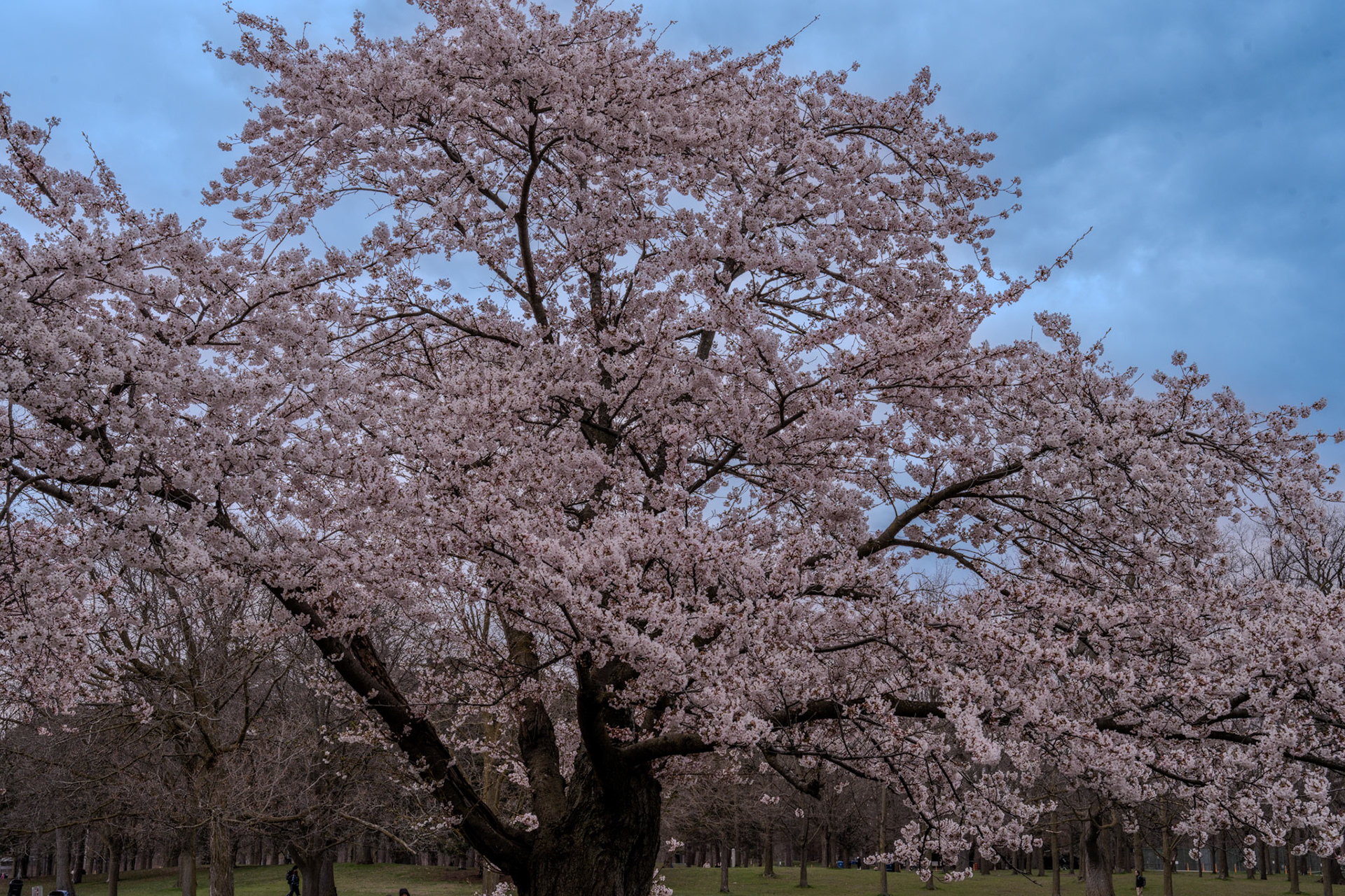 High Park