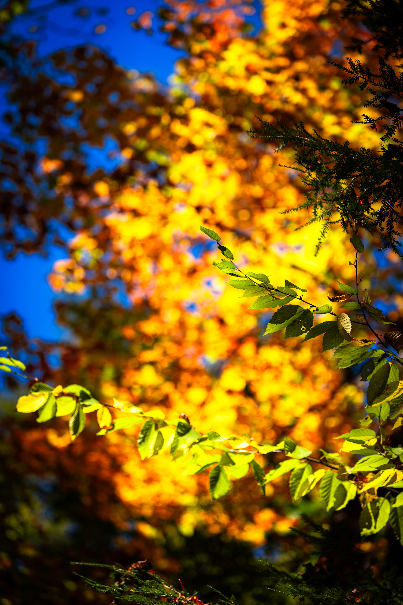 Algonquin Fall Colour