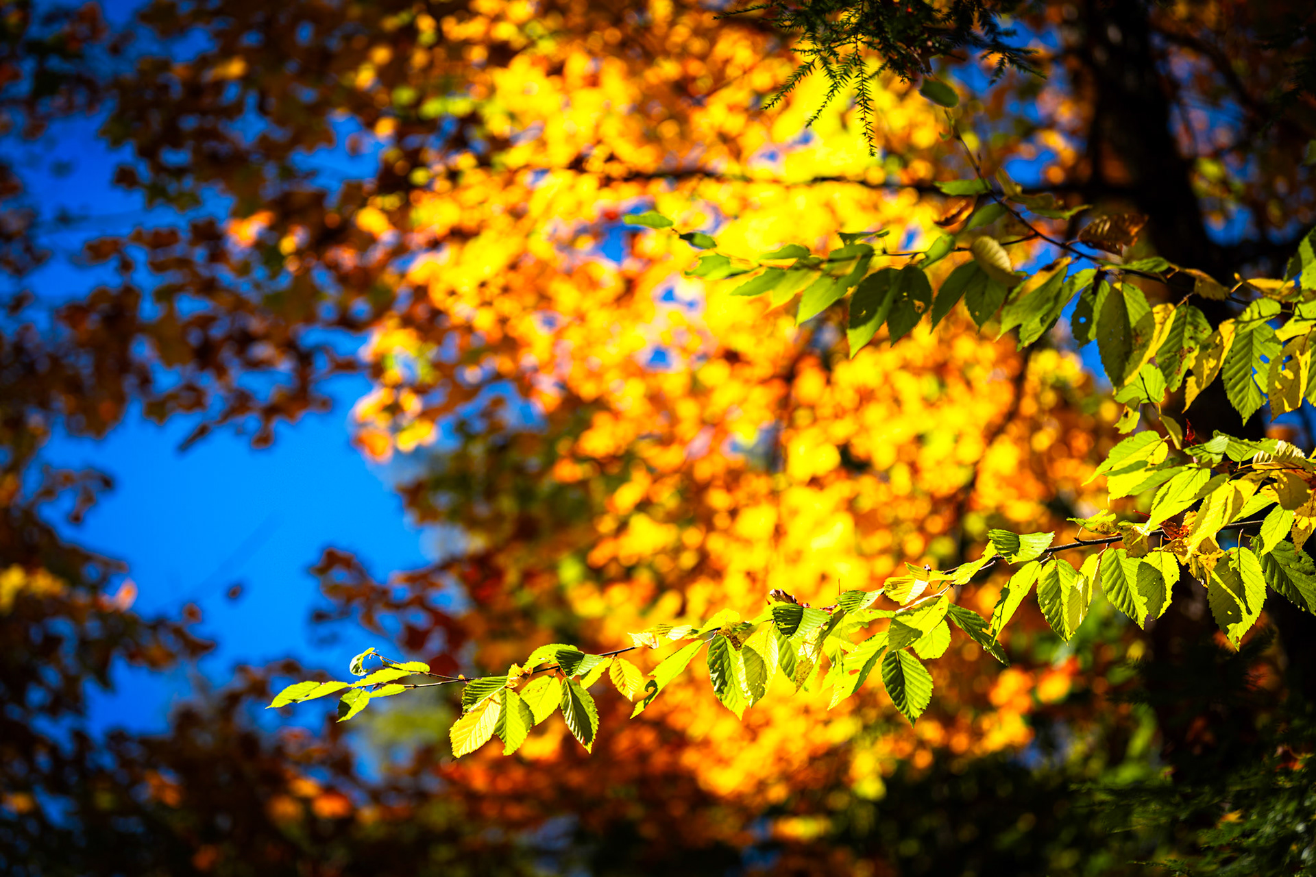 Algonquin Fall Colour