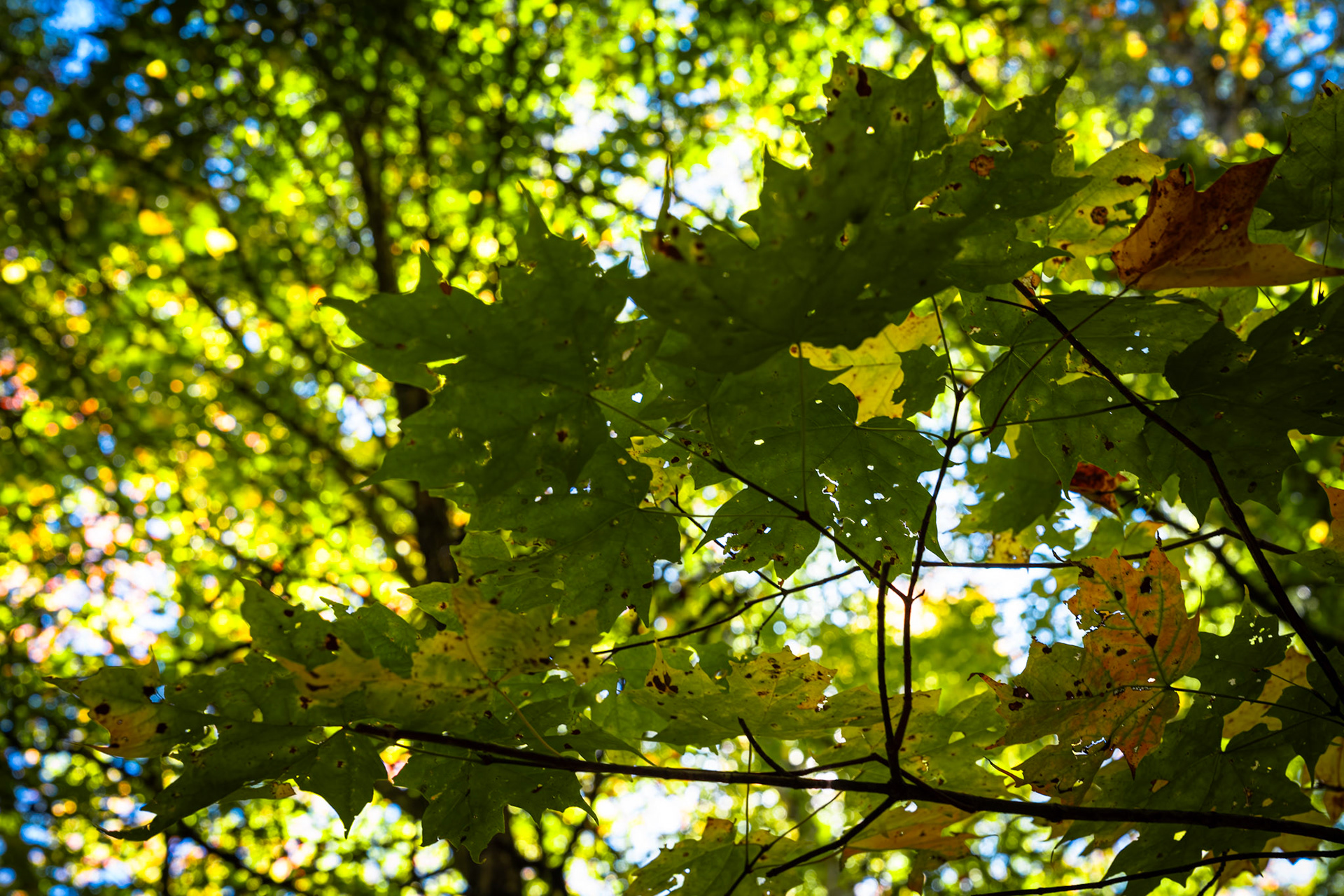 Algonquin Fall Colour