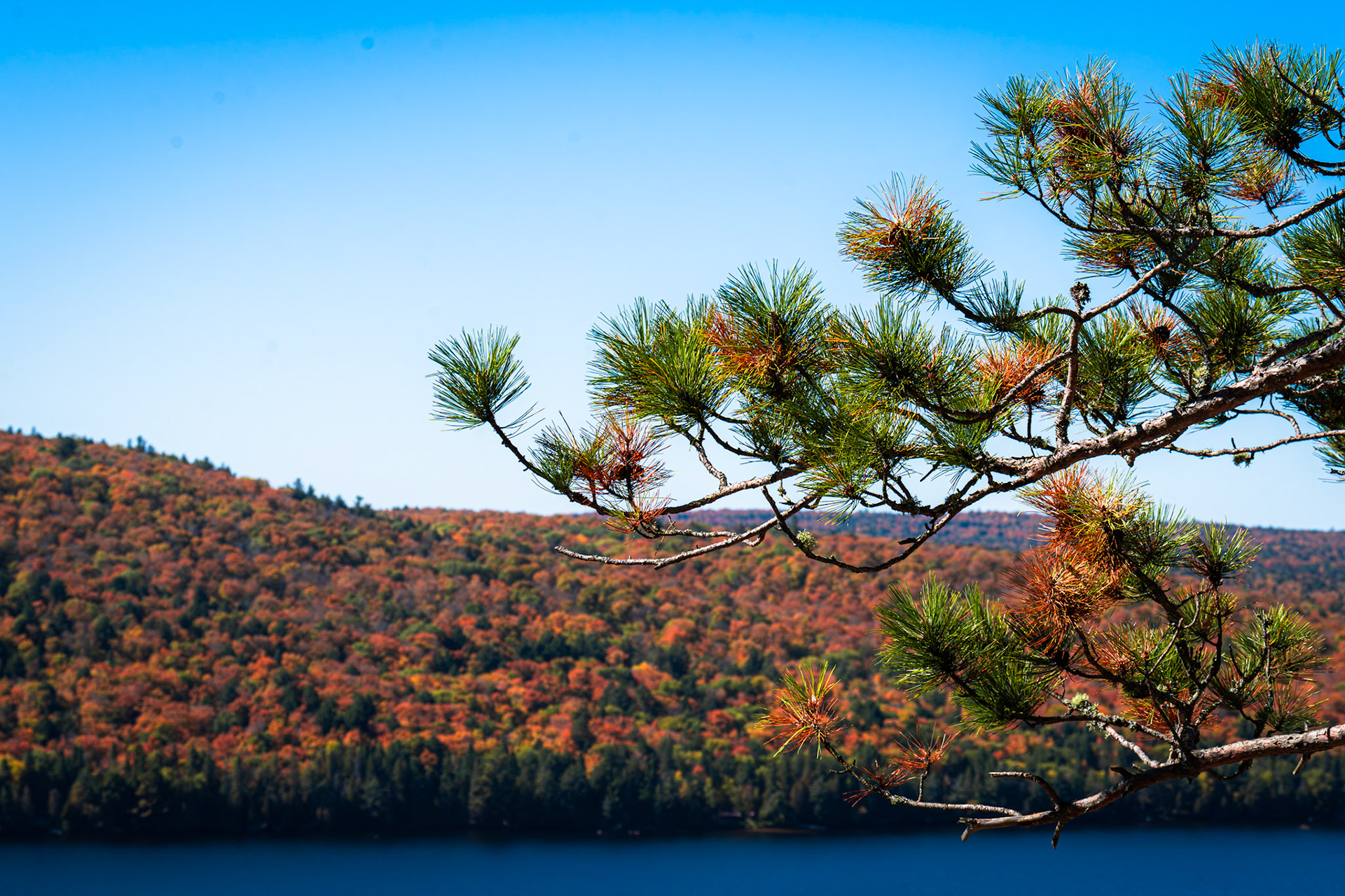 Algonquin Fall Colour