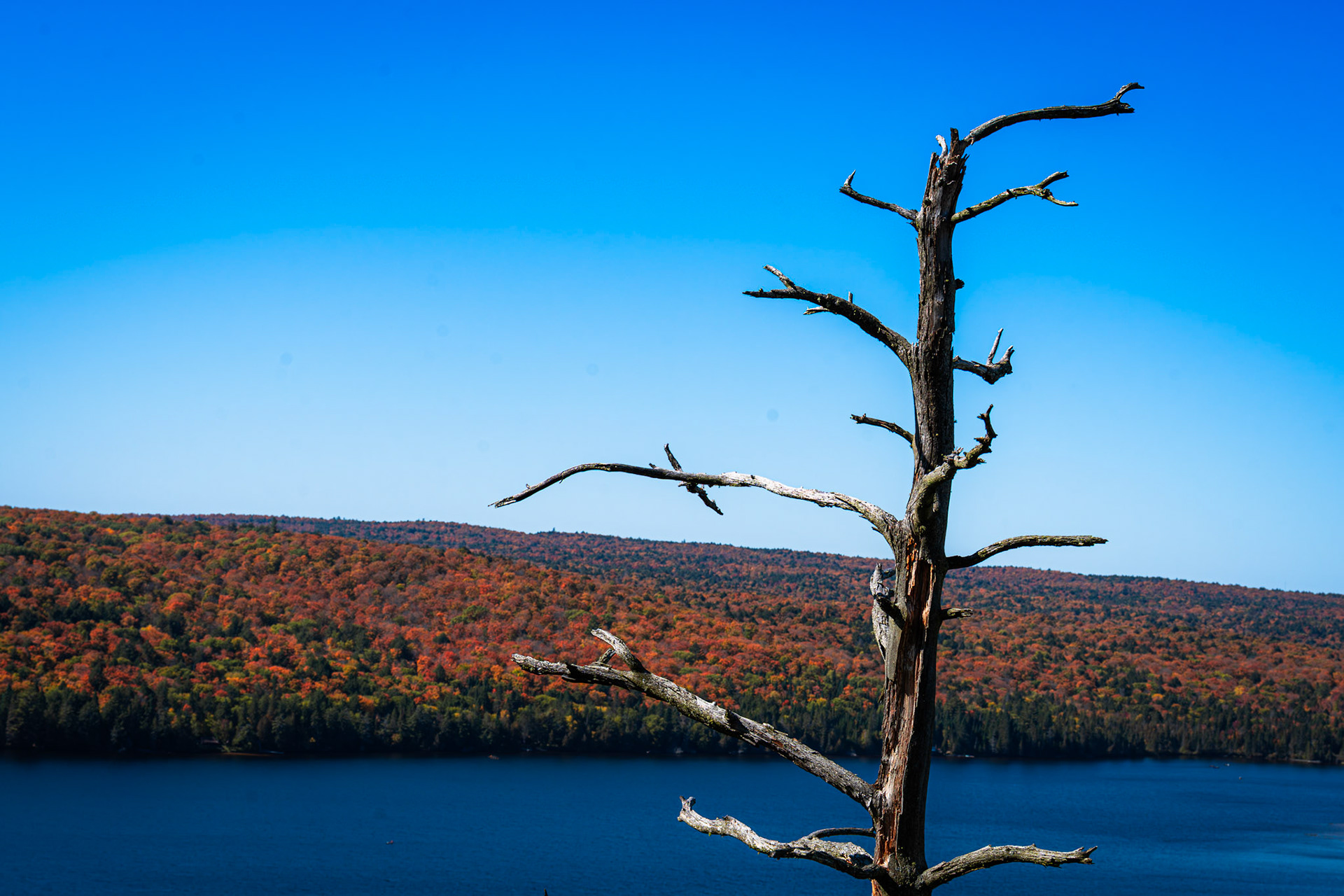 Algonquin Fall Colour