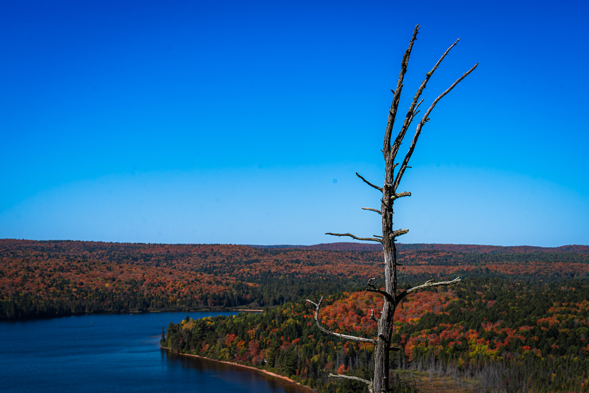 Algonquin Fall Colour