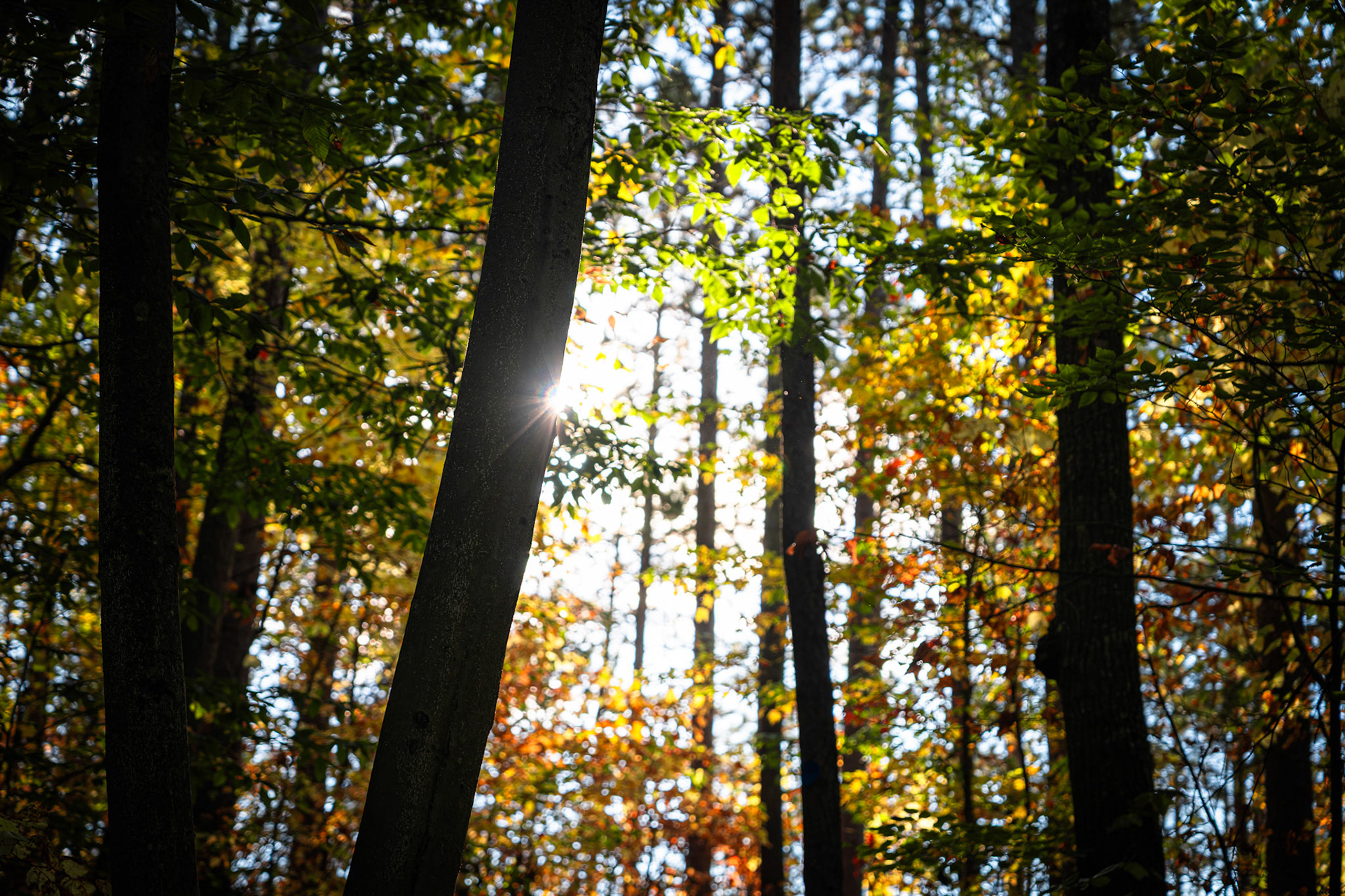 Algonquin Fall Colour