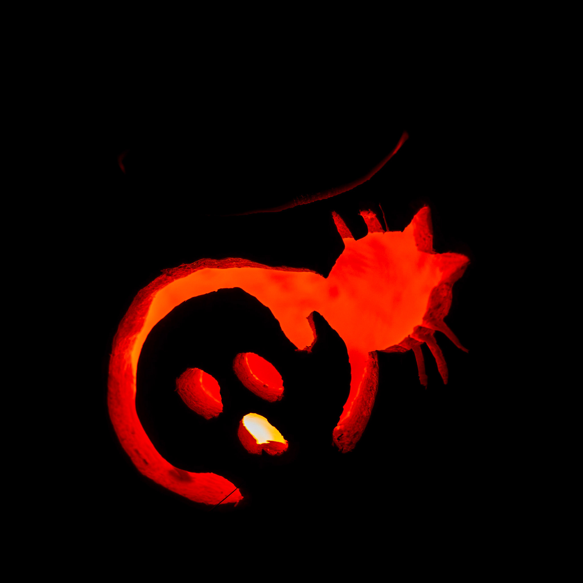 Pumpkin Trail