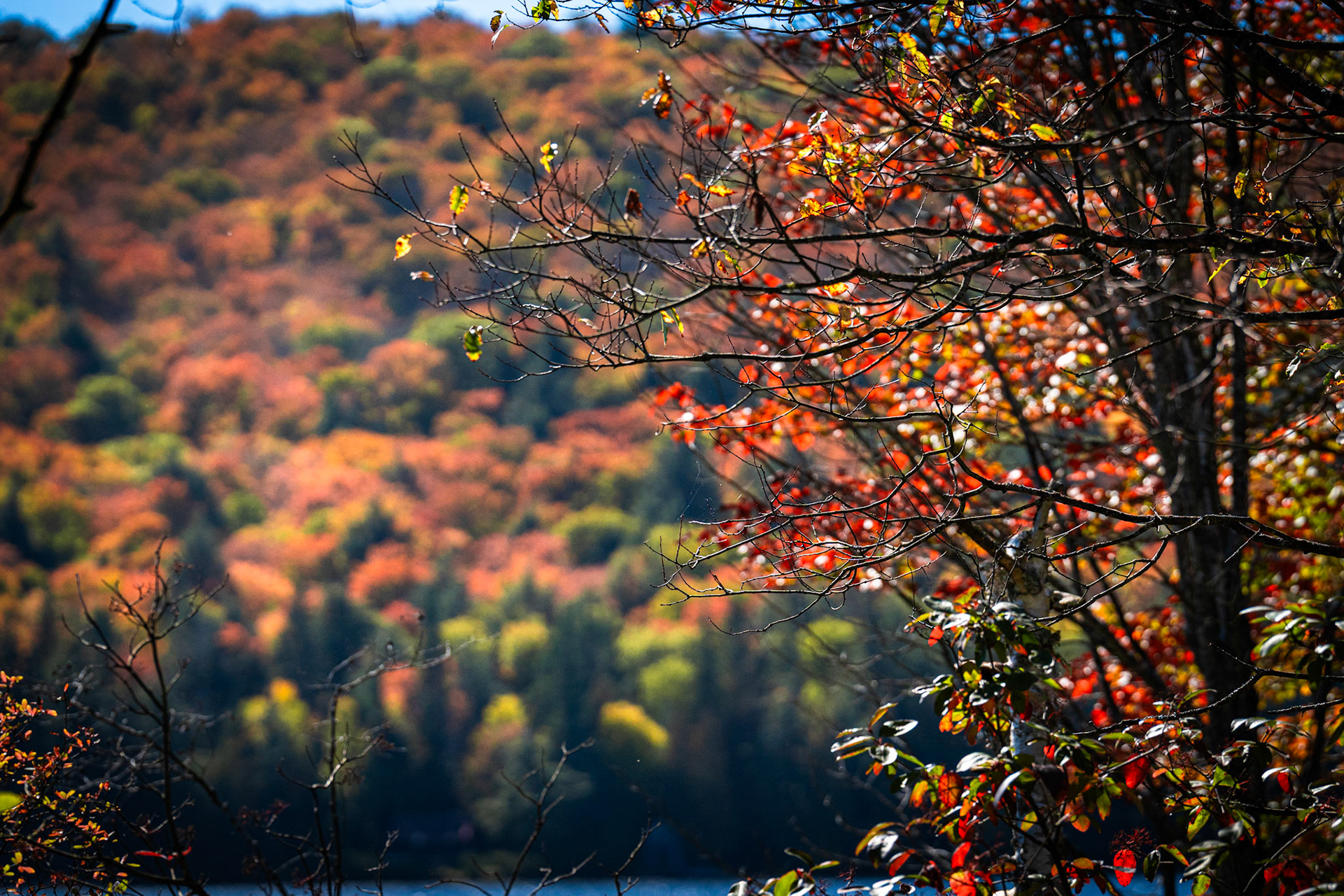 Algonquin Fall Colour