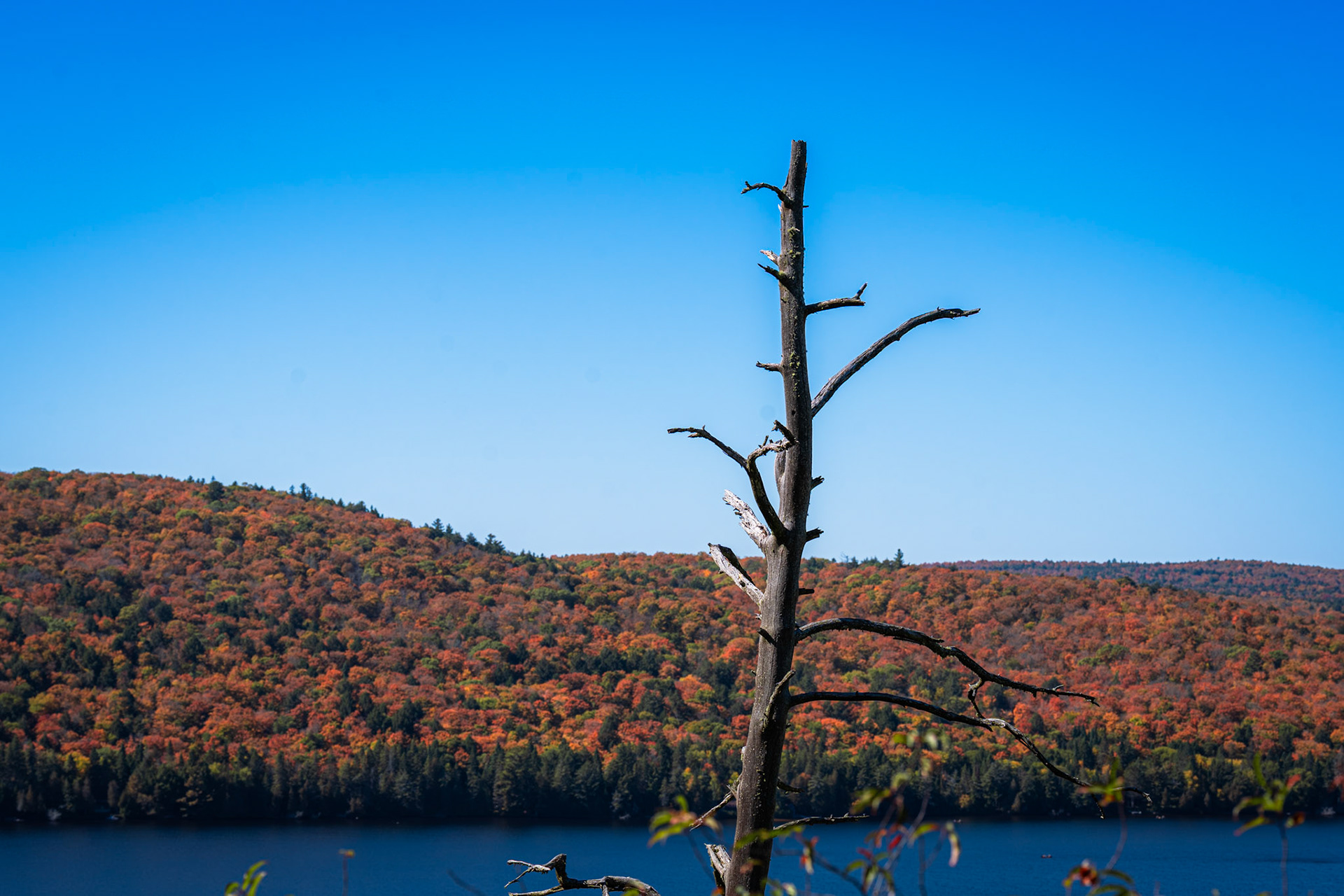 Algonquin Fall Colour
