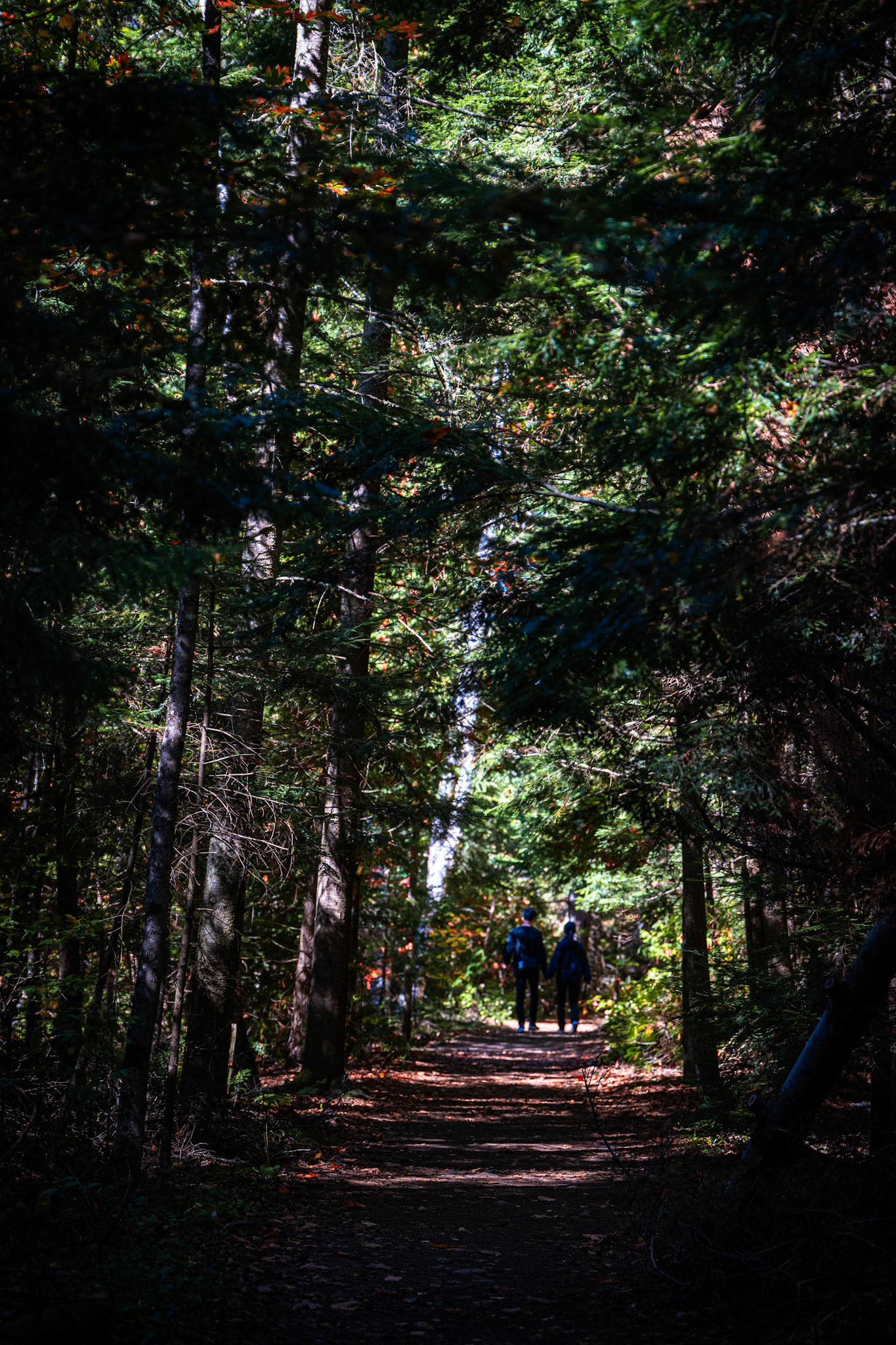 Algonquin Fall Colour
