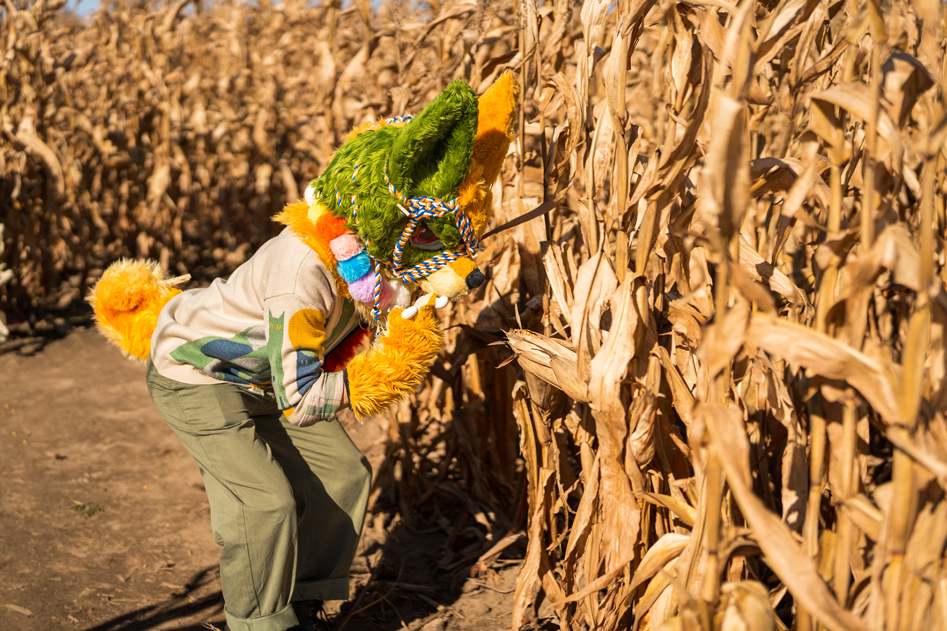 Corn Maze