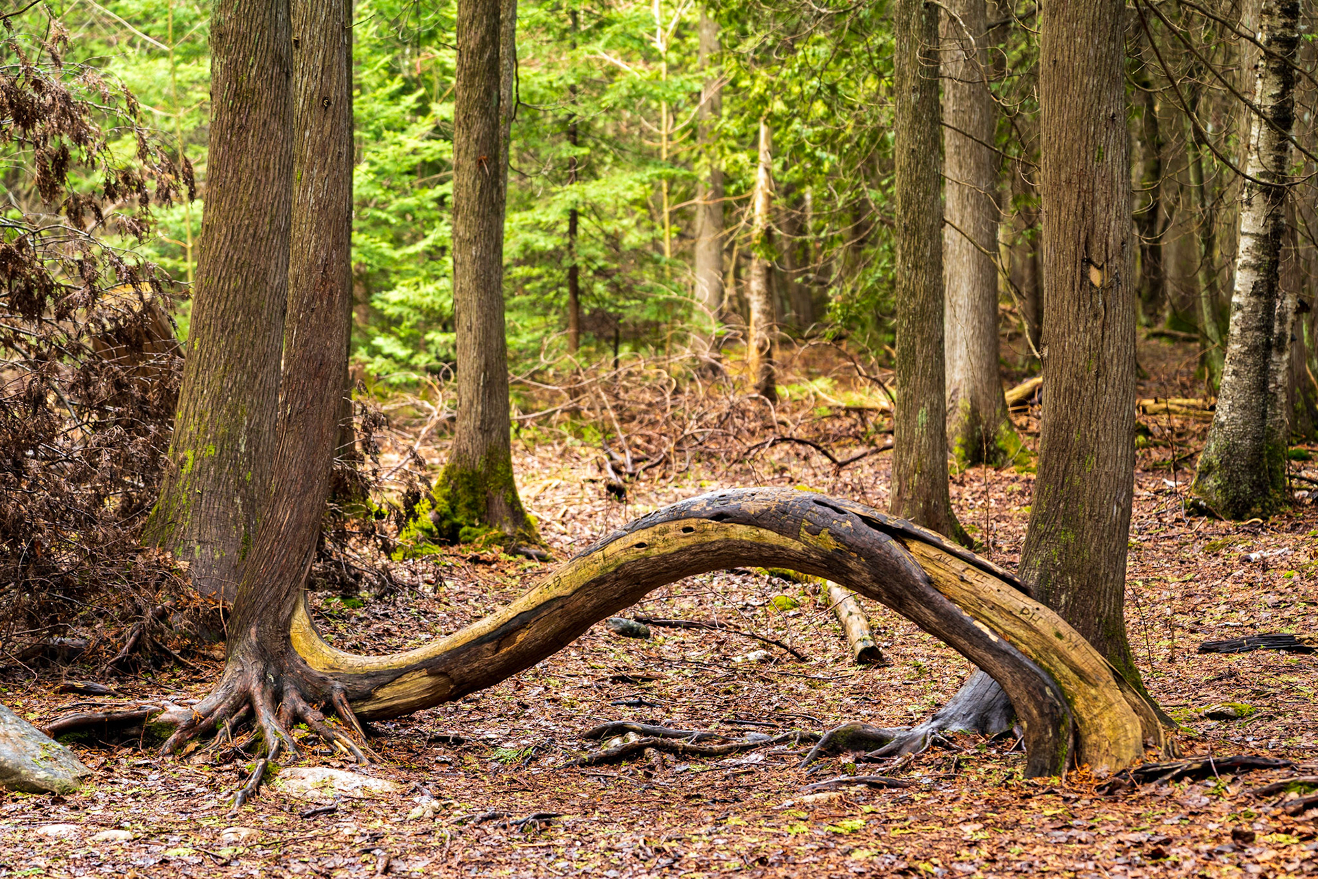 Bruce Peninsula National Park