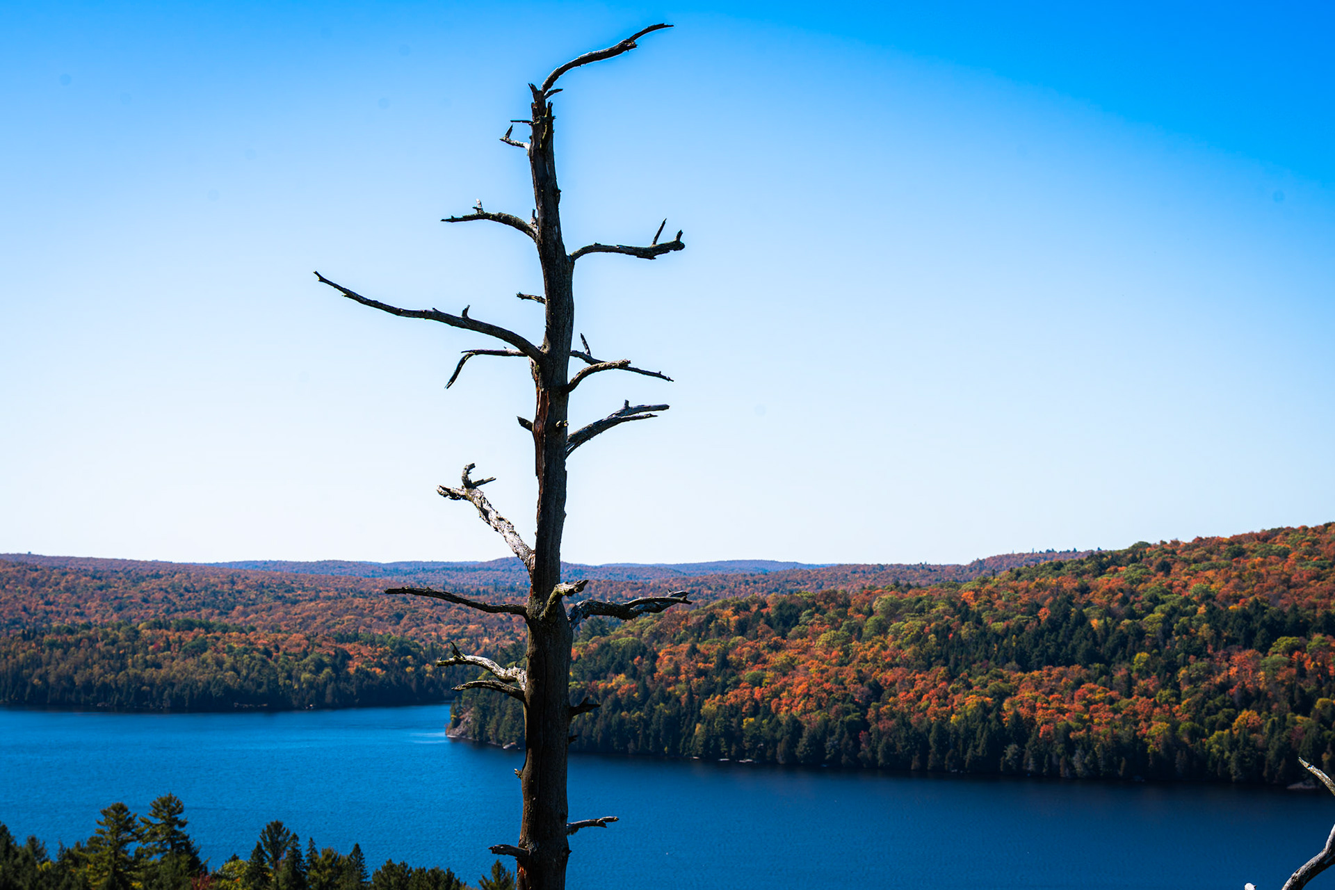 Algonquin Fall Colour