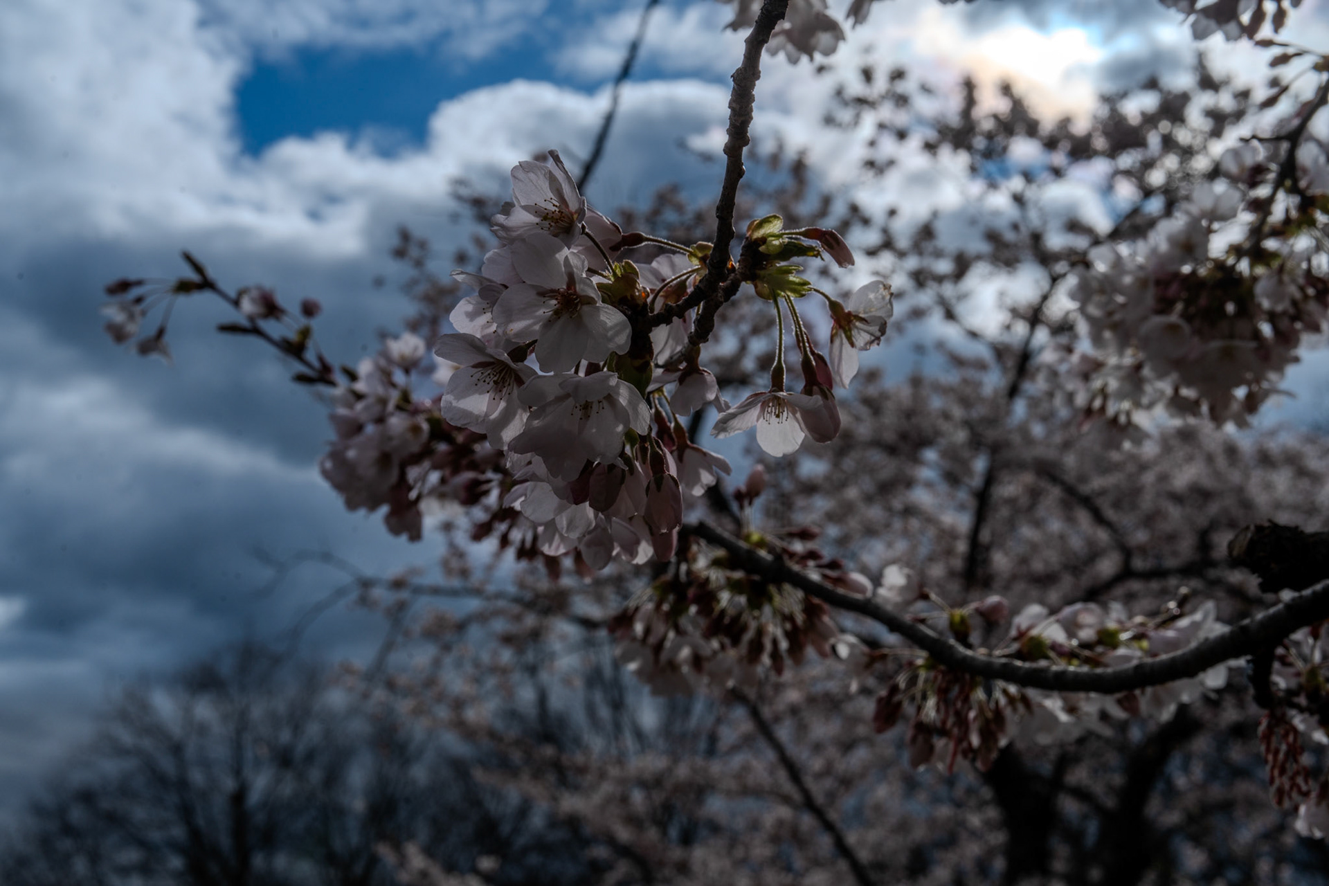 High Park