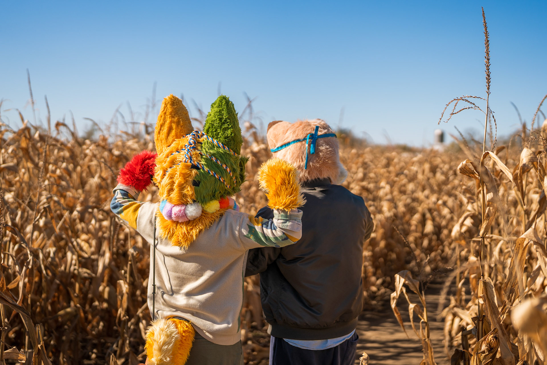 Corn Maze