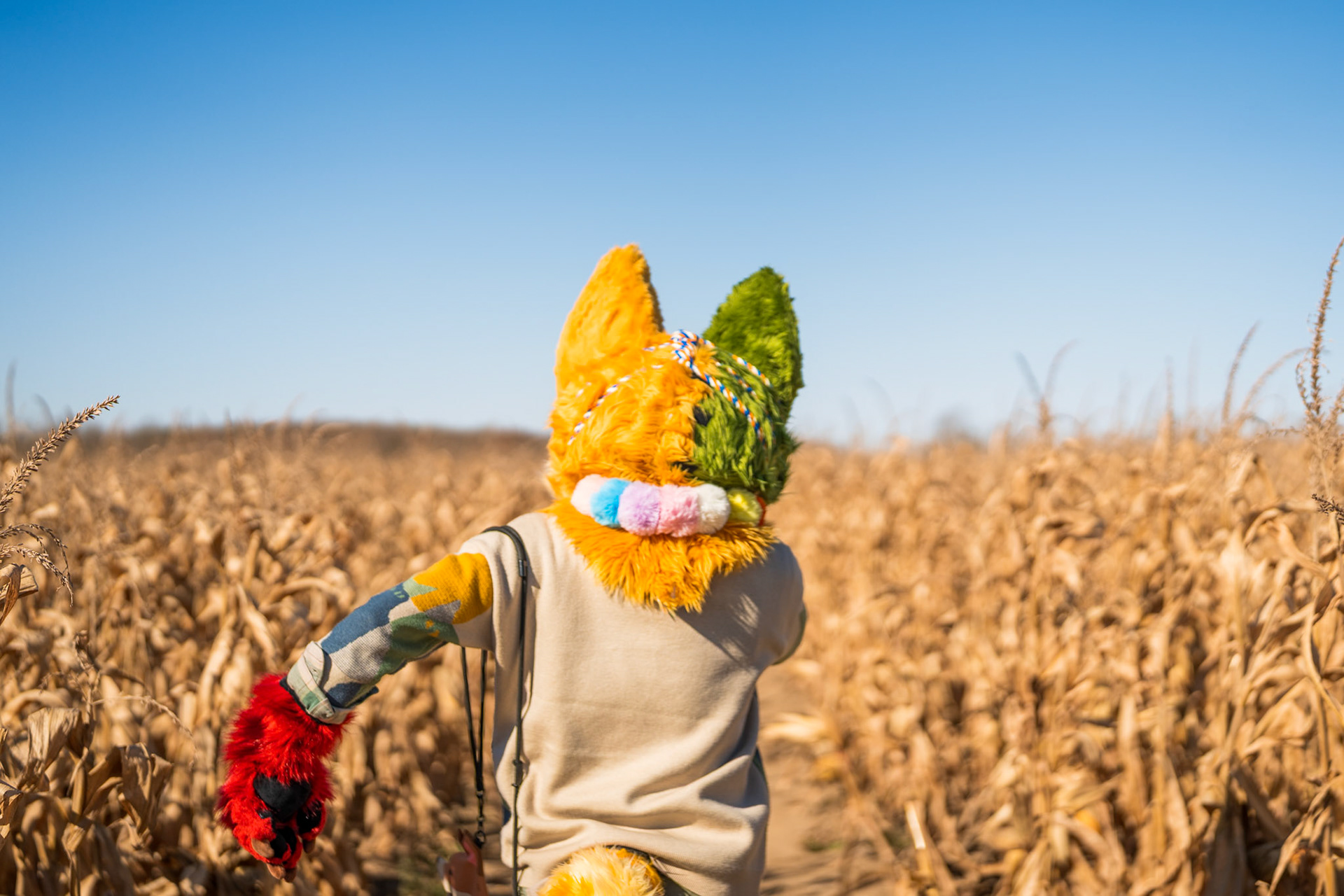 Corn Maze
