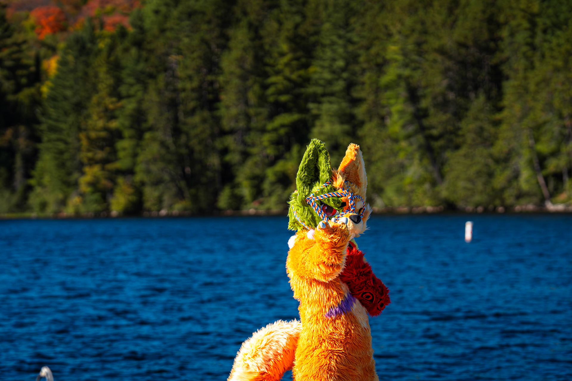 Algonquin Fall Colour