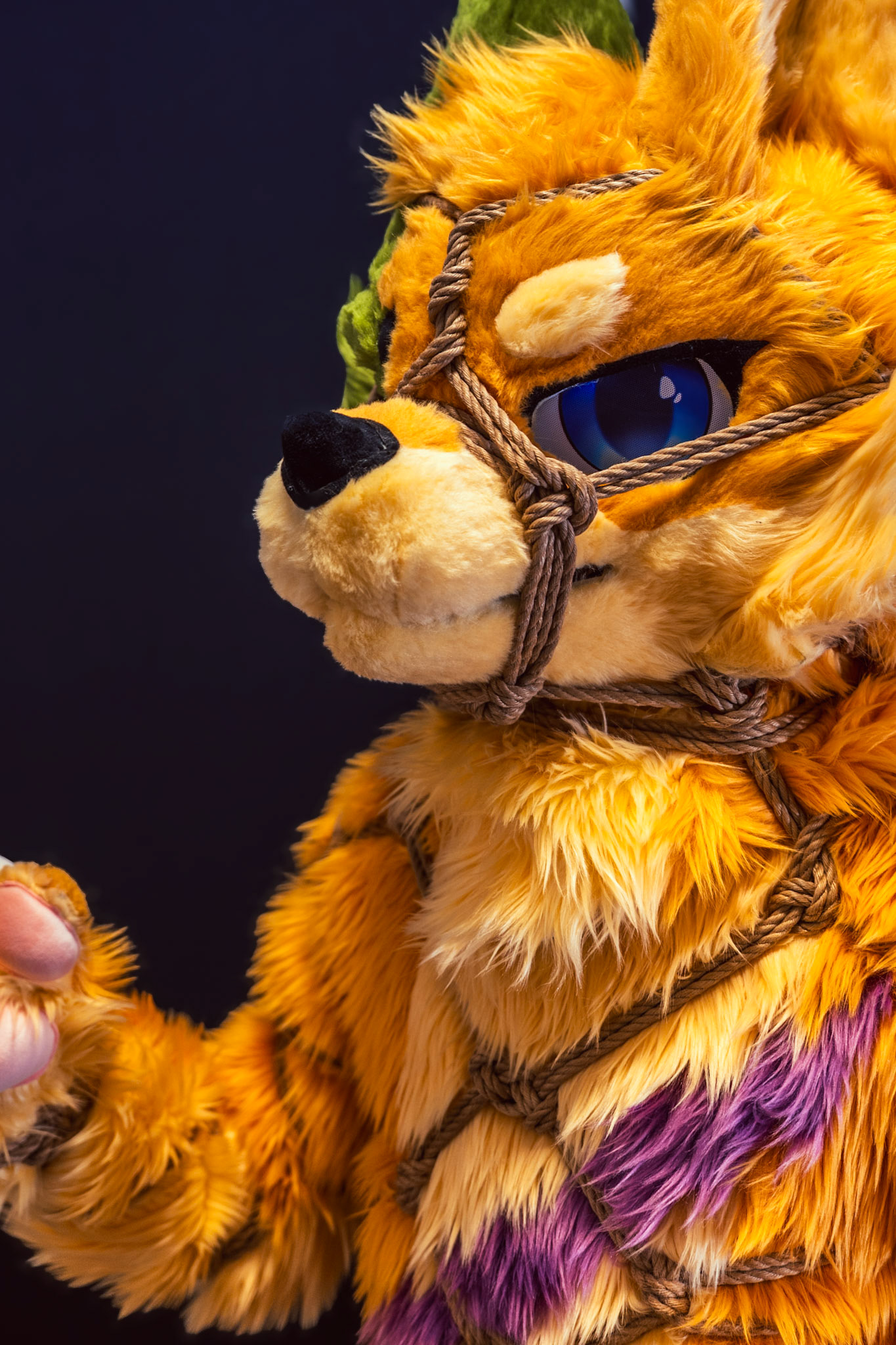 Shibari Inu